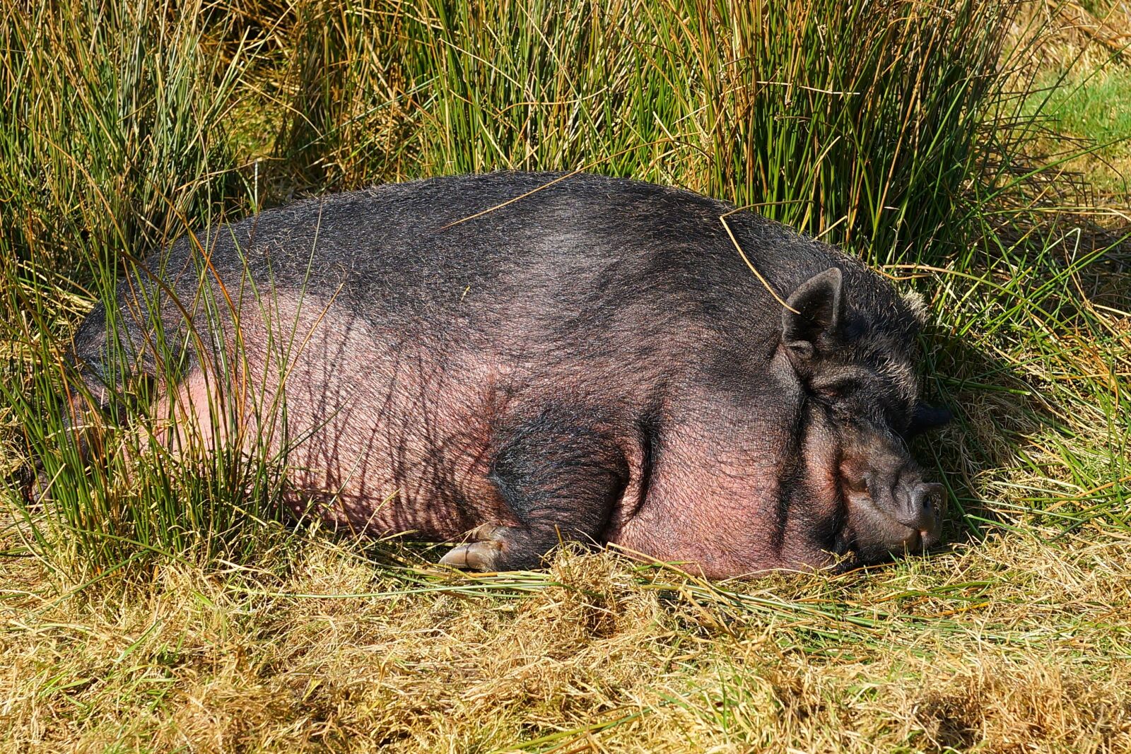 Sony a99 II sample photo. Pig, domestic pig, livestock photography