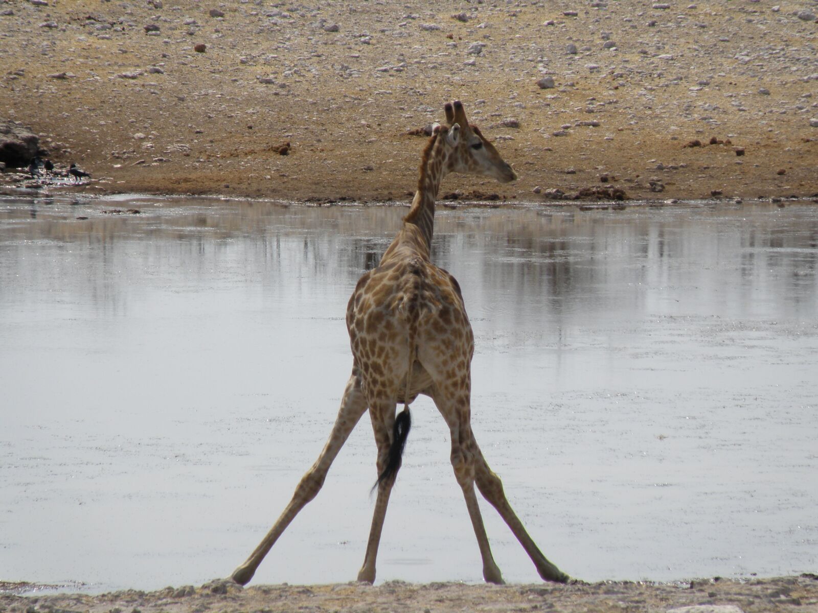 Olympus SP570UZ sample photo. Giraffe, namibia, travel photography
