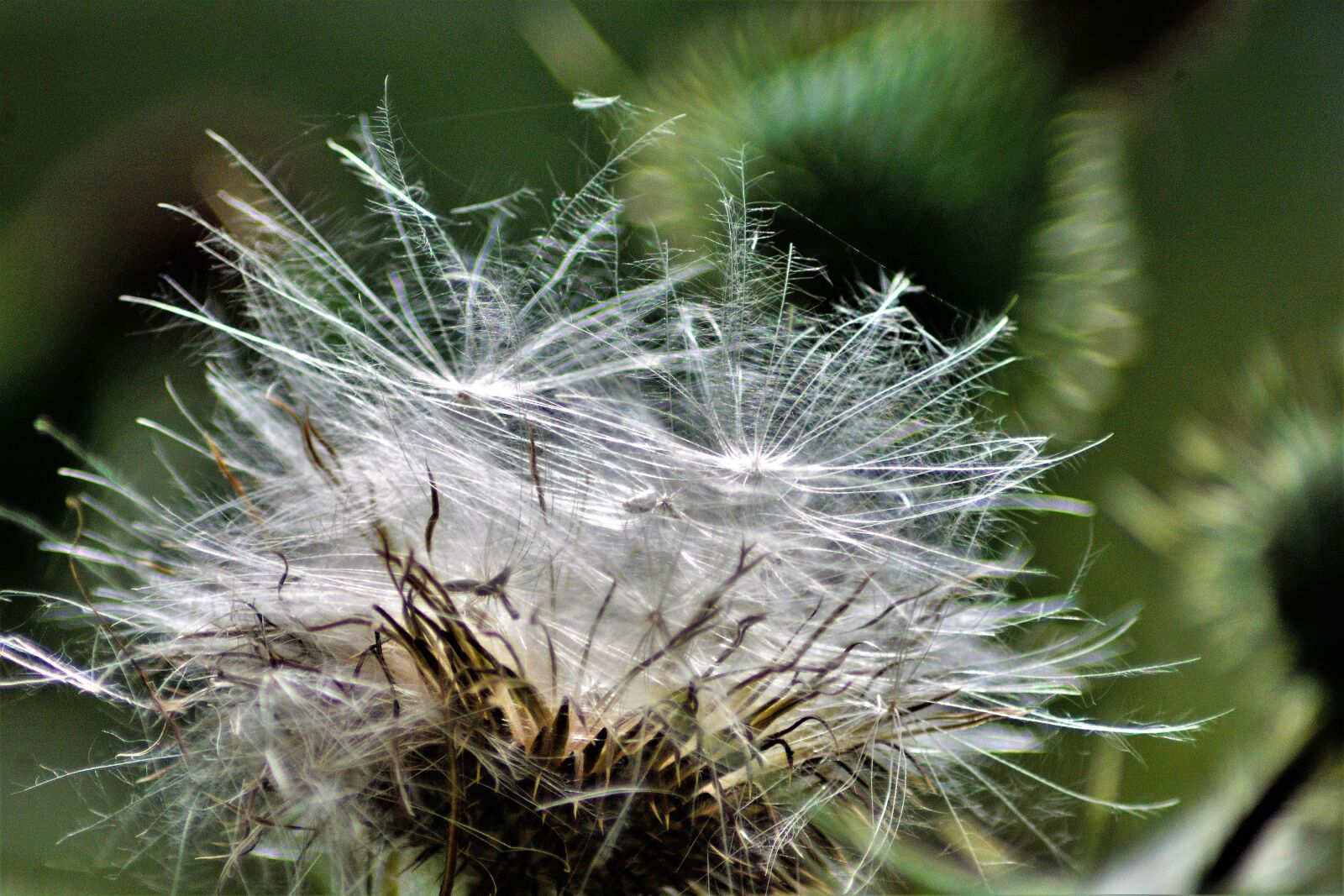 Nikon D7100 sample photo. Thistle seeds, ready to photography