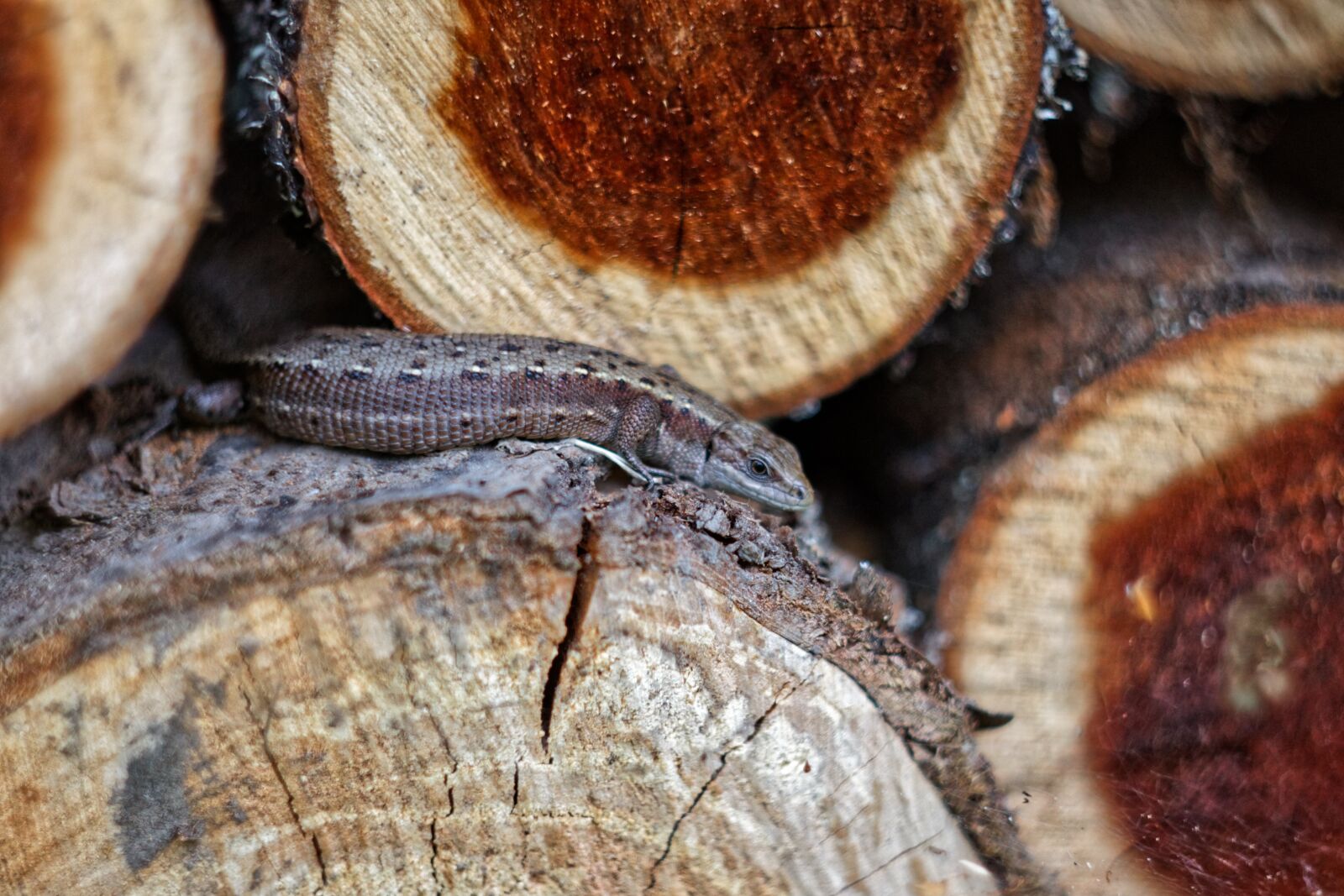 Canon EOS 500D (EOS Rebel T1i / EOS Kiss X3) sample photo. Tree, lizard, summer photography