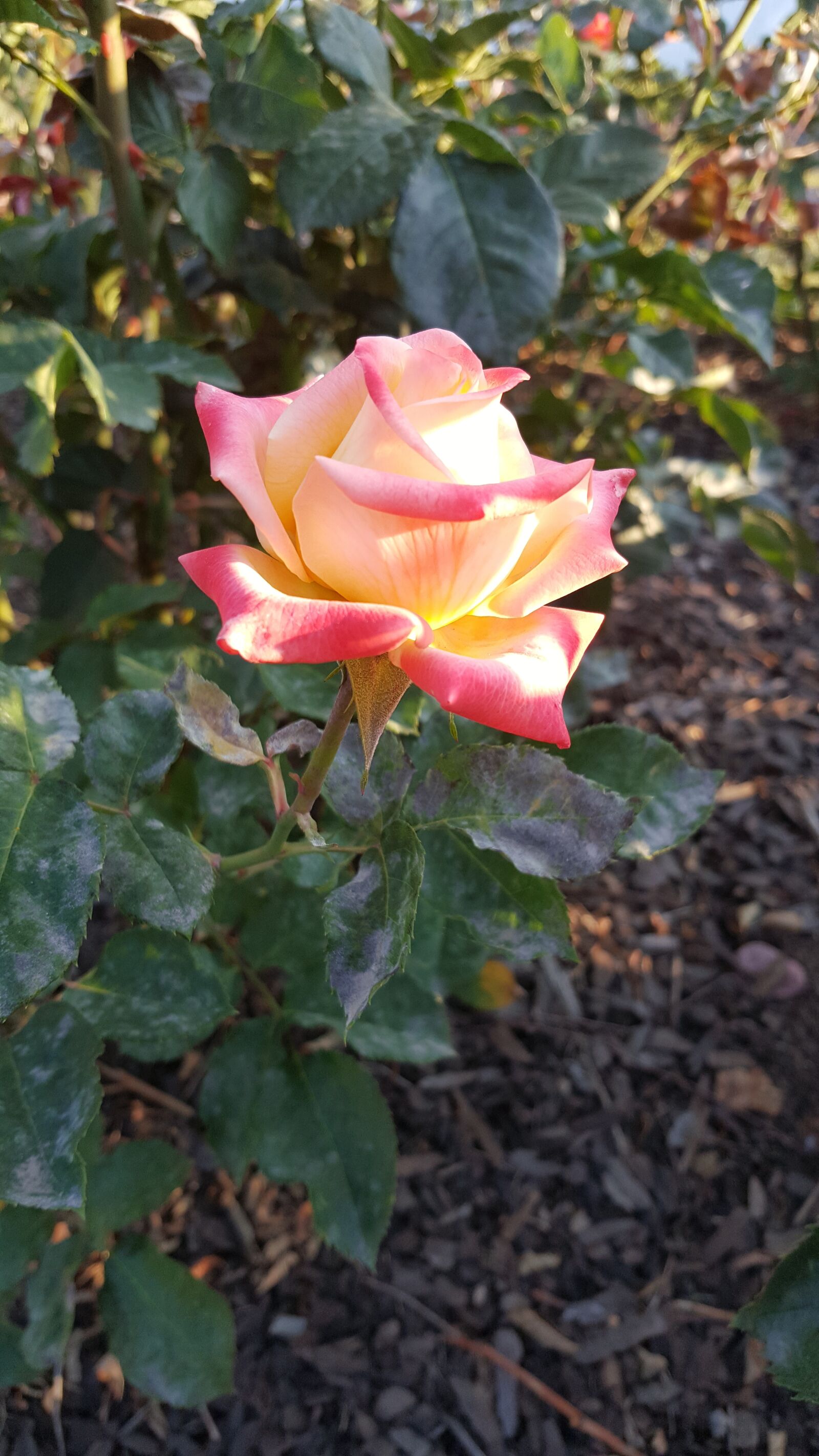 Samsung Galaxy Note5 sample photo. Rose, flowers, pink photography