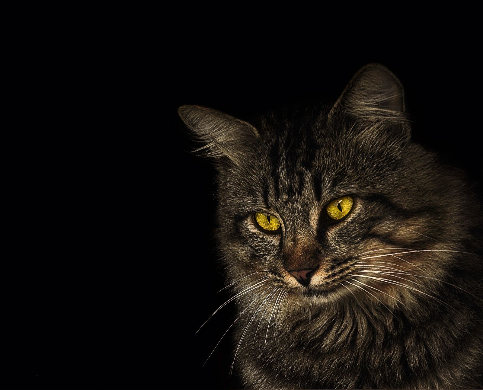 Nikon D3200 sample photo. Cat, animal, feline photography
