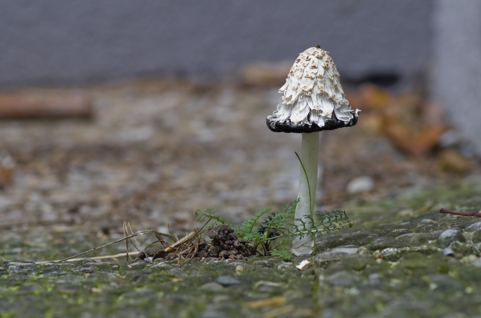 Pentax K-30 sample photo. Autumn, mushroom, schopf comatus photography