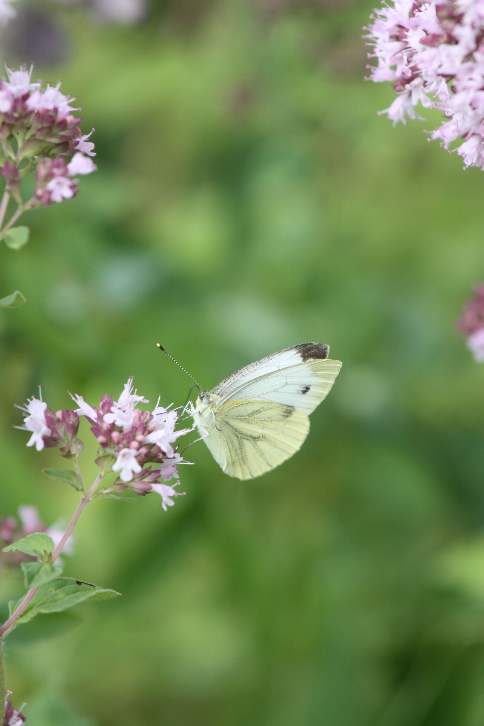 Canon EOS 450D (EOS Rebel XSi / EOS Kiss X2) sample photo. White, oregano, blossom photography