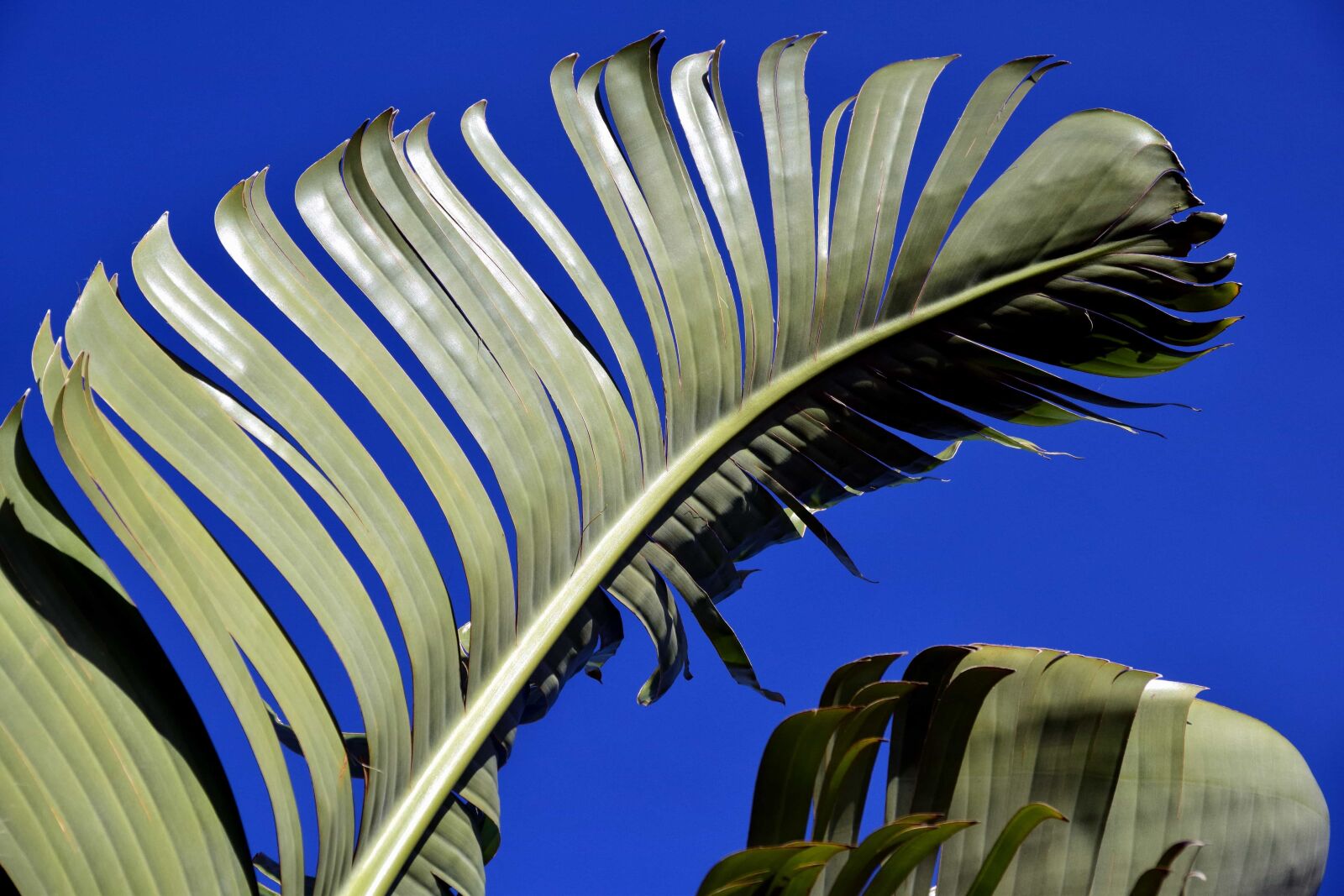 Nikon D3300 sample photo. Nature, blue sky, green photography