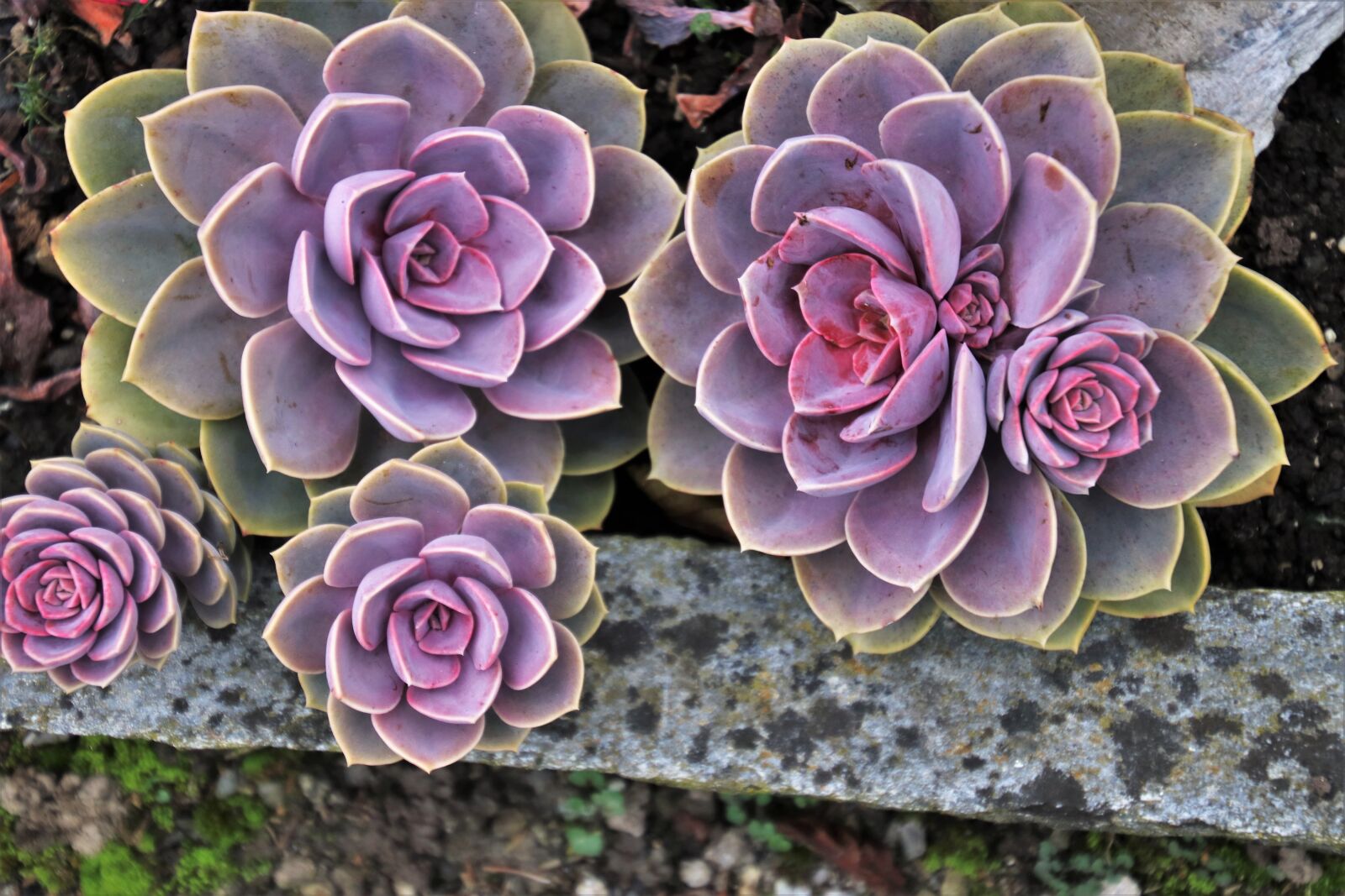 Canon EOS 80D sample photo. Succulents, macro, in the photography