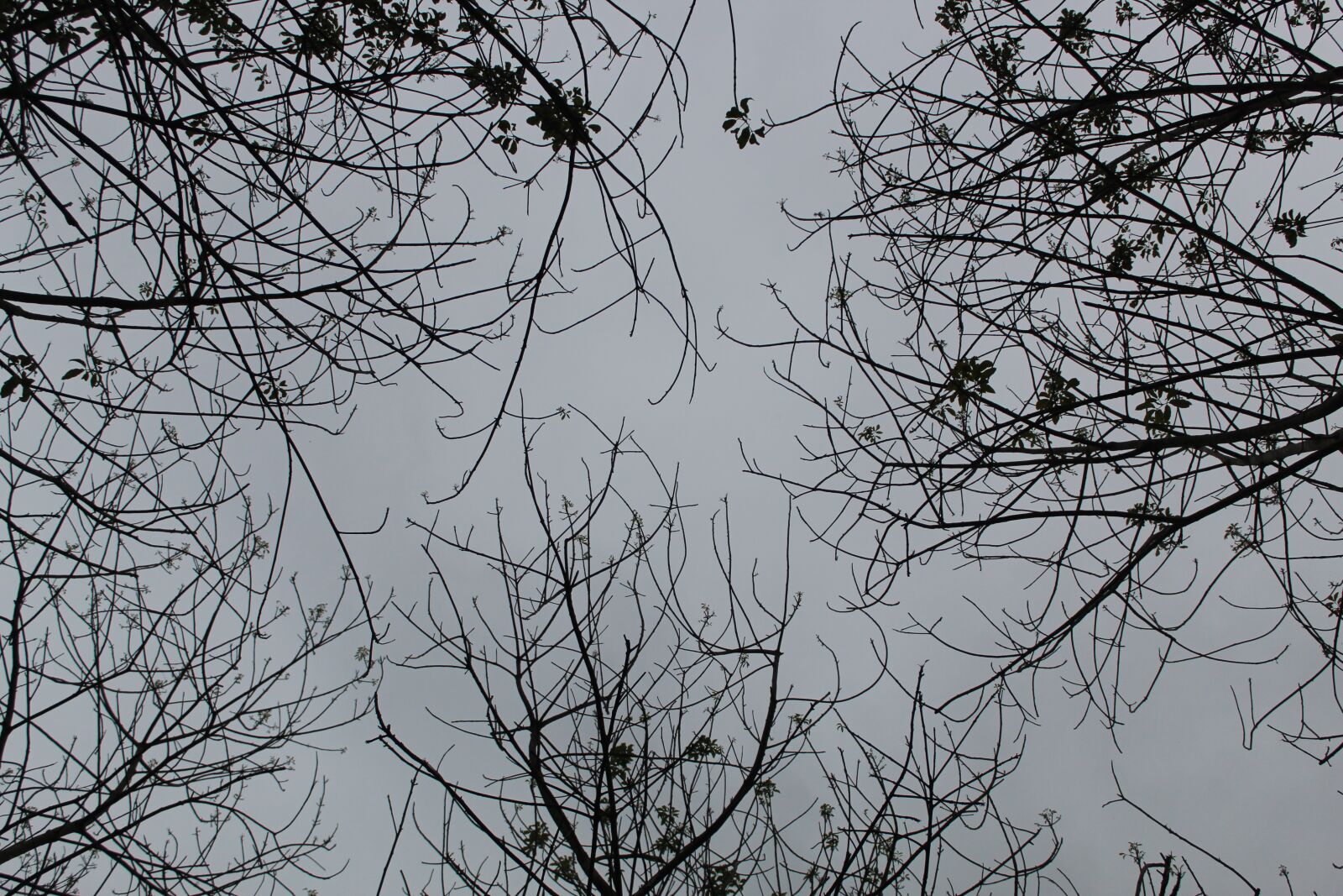 Canon EOS 4000D (EOS Rebel T100 / EOS 3000D) sample photo. Murky grey, leaf, sky photography