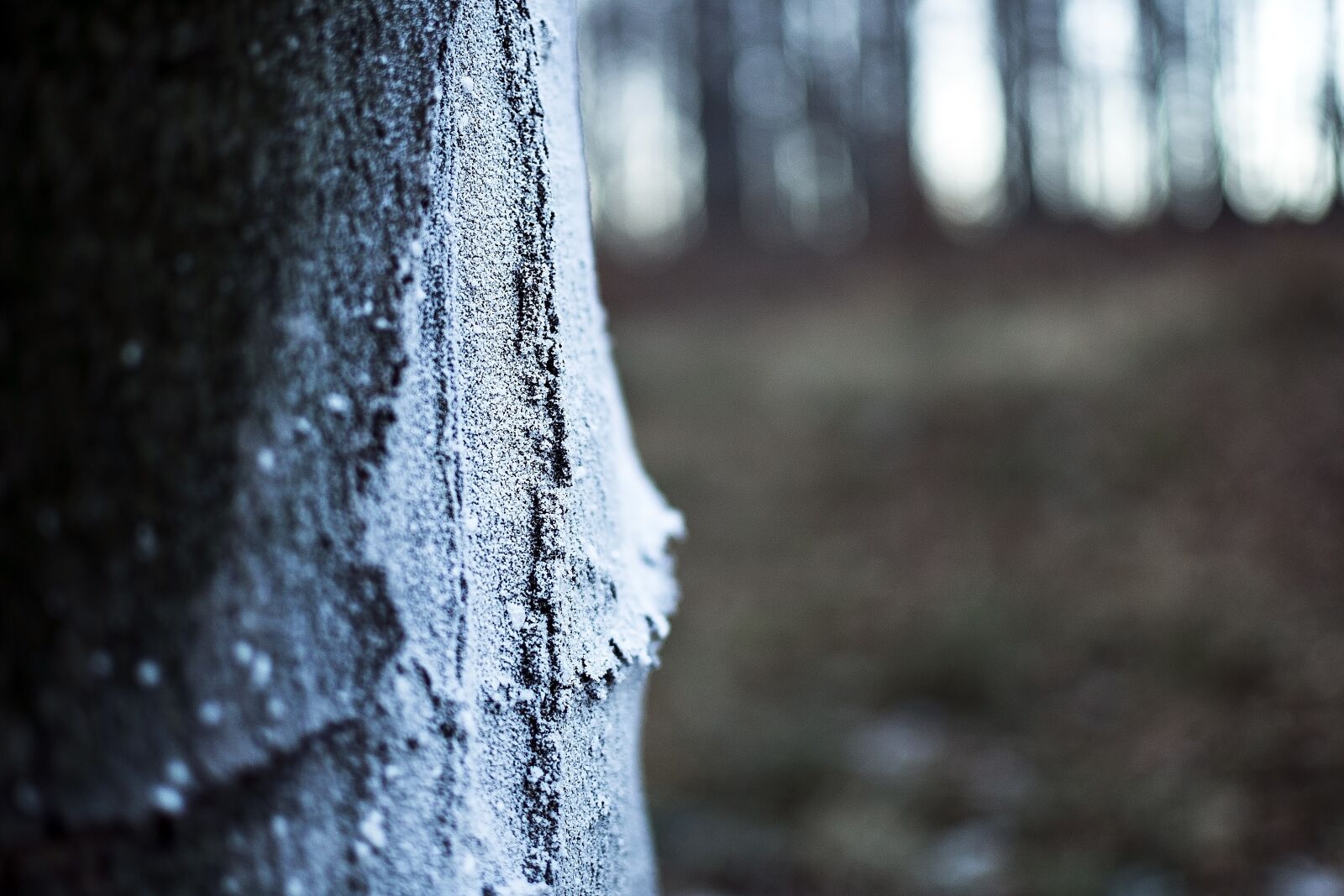 Nikon D3100 sample photo. Tree, snow, nature photography