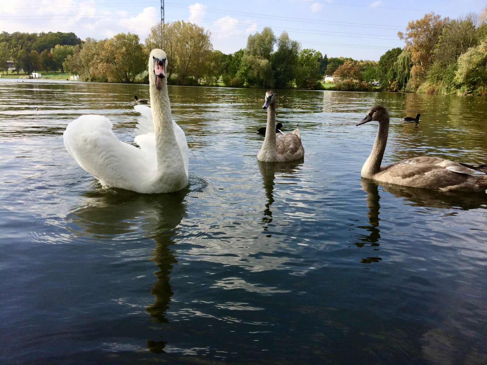 iPhone 5s back camera 4.15mm f/2.2 sample photo. Swan, nature, birds photography