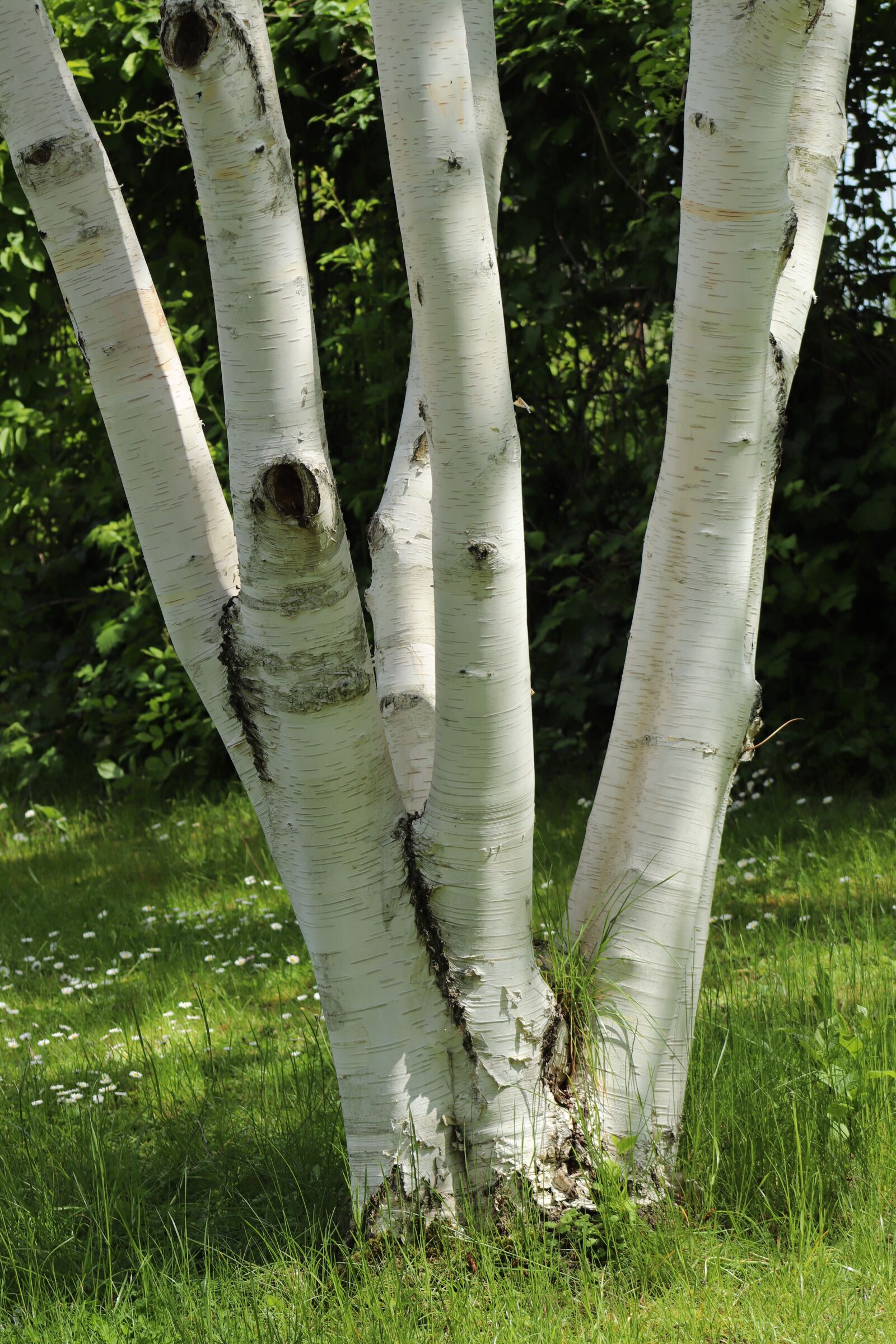 Canon EOS 800D (EOS Rebel T7i / EOS Kiss X9i) sample photo. Birch, birch bark, birch photography