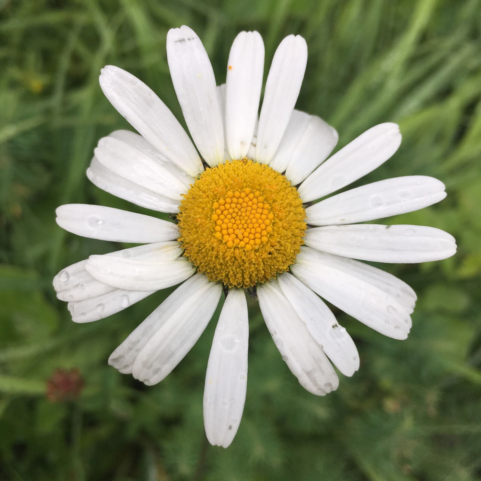 iPhone SE back camera 4.15mm f/2.2 sample photo. Margriet, nature, flower photography