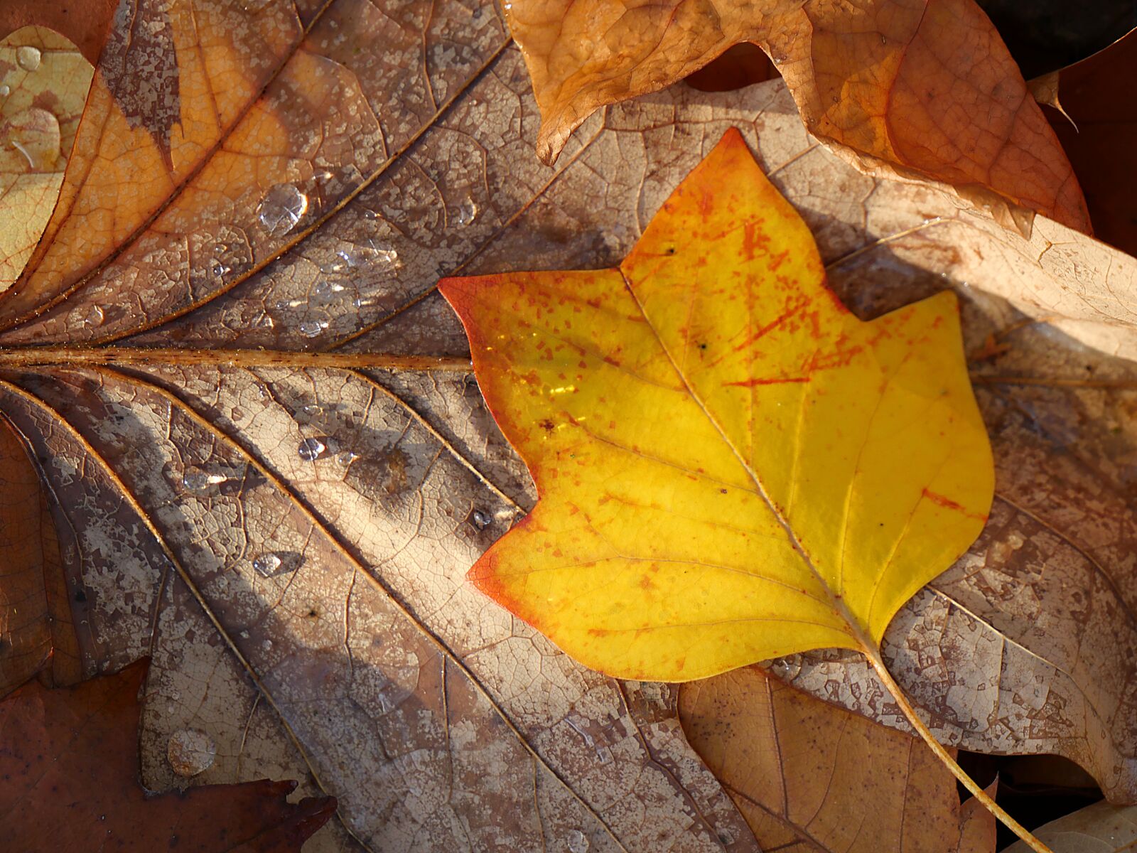 Panasonic Lumix DMC-GX8 sample photo. Leaf, drop of water photography