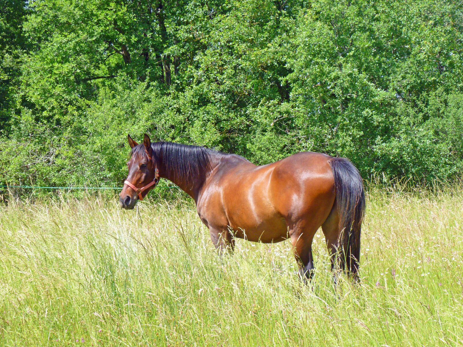 Panasonic Lumix DMC-FZ35 (Lumix DMC-FZ38) sample photo. Horse, pure arab blood photography