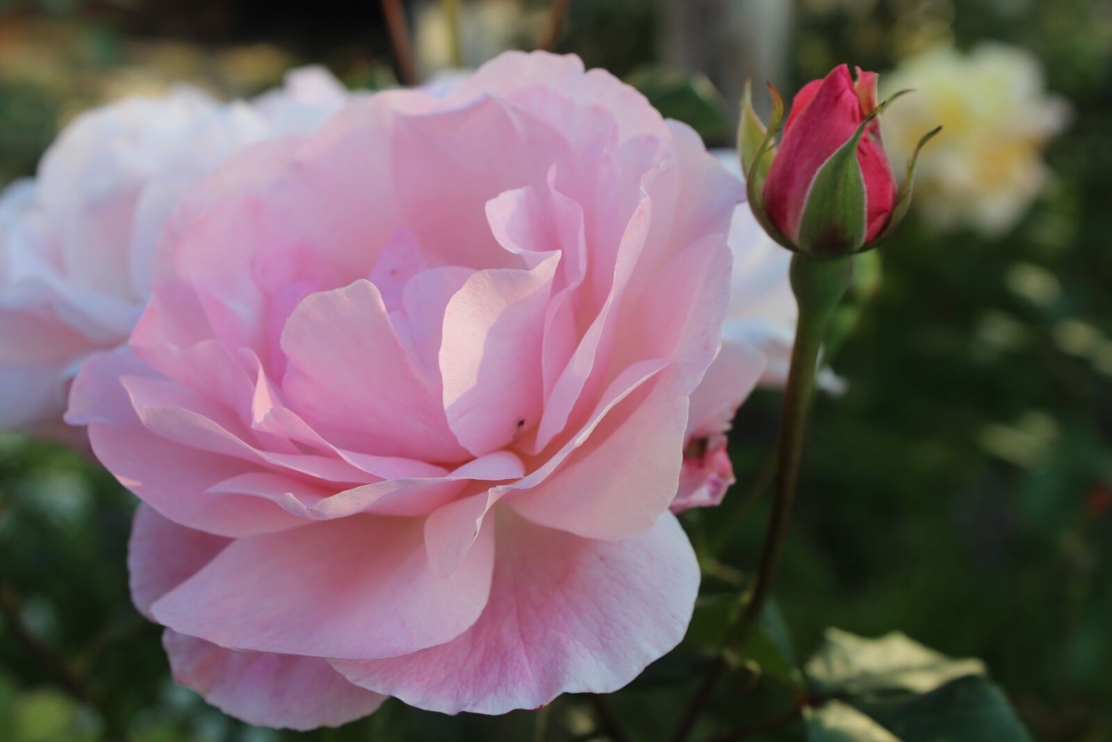 Canon EOS 600D (Rebel EOS T3i / EOS Kiss X5) sample photo. Roses, garden, petals photography
