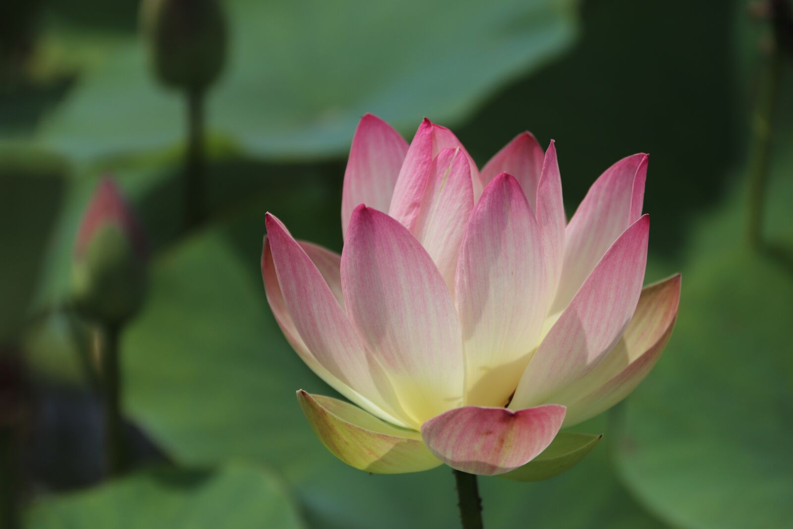 Canon EOS 800D (EOS Rebel T7i / EOS Kiss X9i) sample photo. Lotus, summer, spring photography