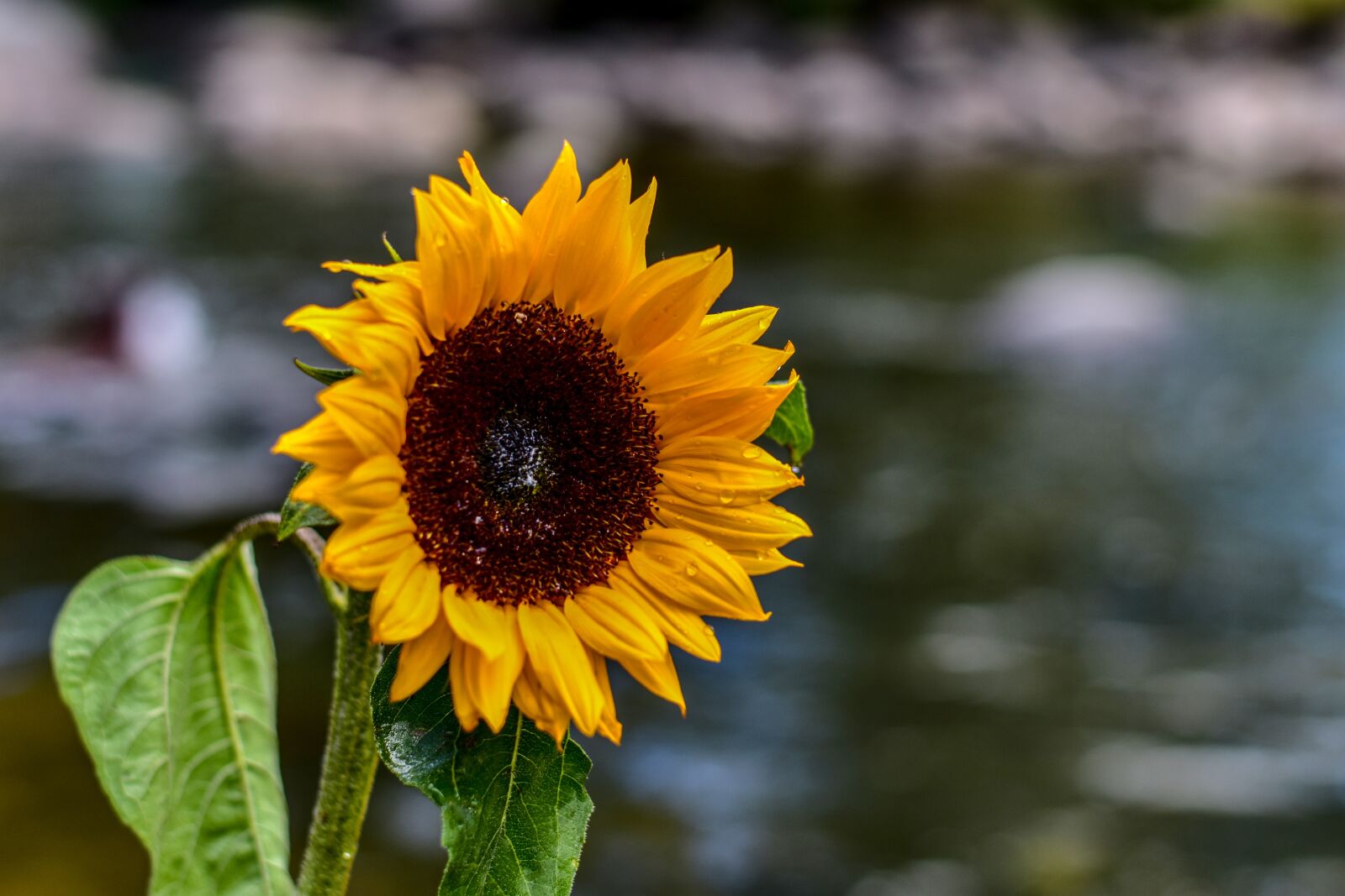 Nikon D3400 sample photo. Sunflower, flower, nature photography
