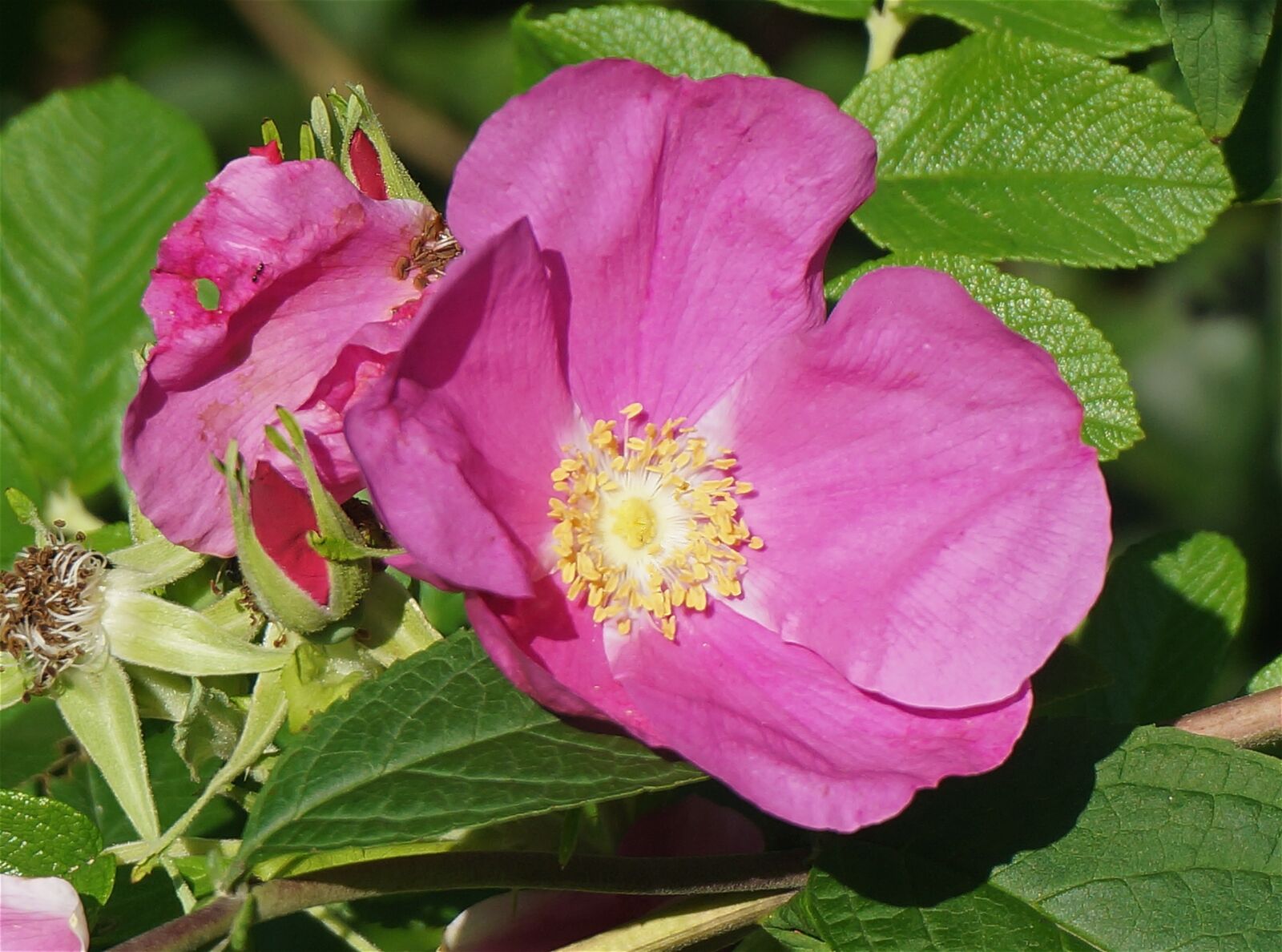 Sony Alpha NEX-5T sample photo. Rugosa rose, rose, pink photography