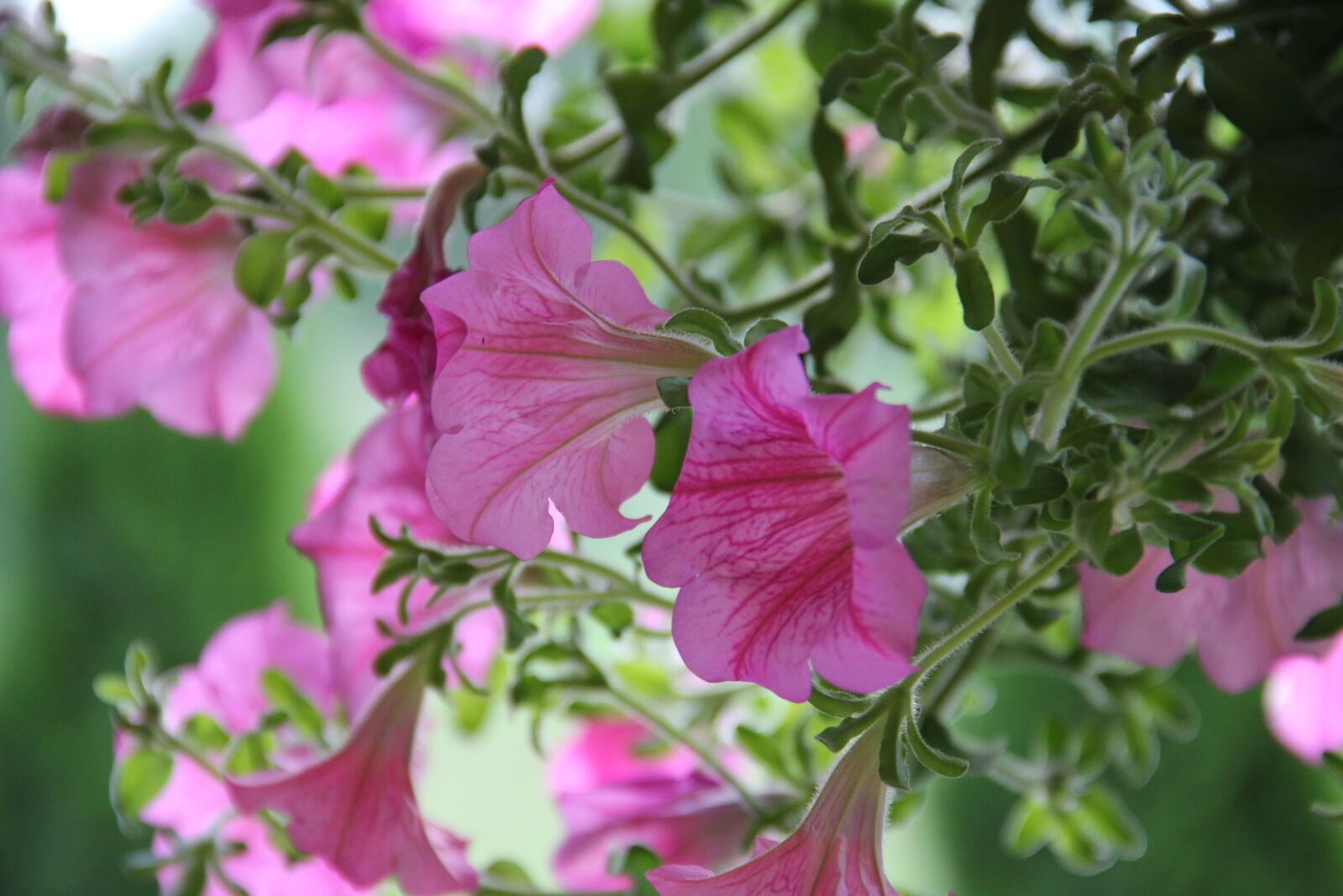 Canon EOS 550D (EOS Rebel T2i / EOS Kiss X4) sample photo. Surfinia, flower, garden photography