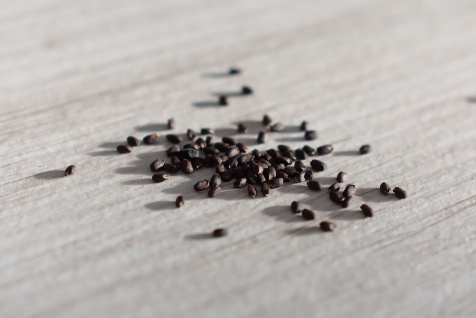 Nikon D3400 sample photo. Seeds, plant seeds, seed photography