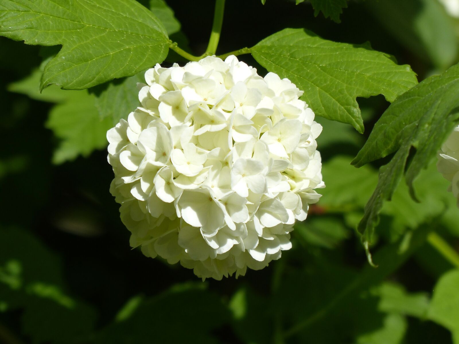 Panasonic Lumix DMC-FZ200 sample photo. Hydrangea, snow ball, globose photography