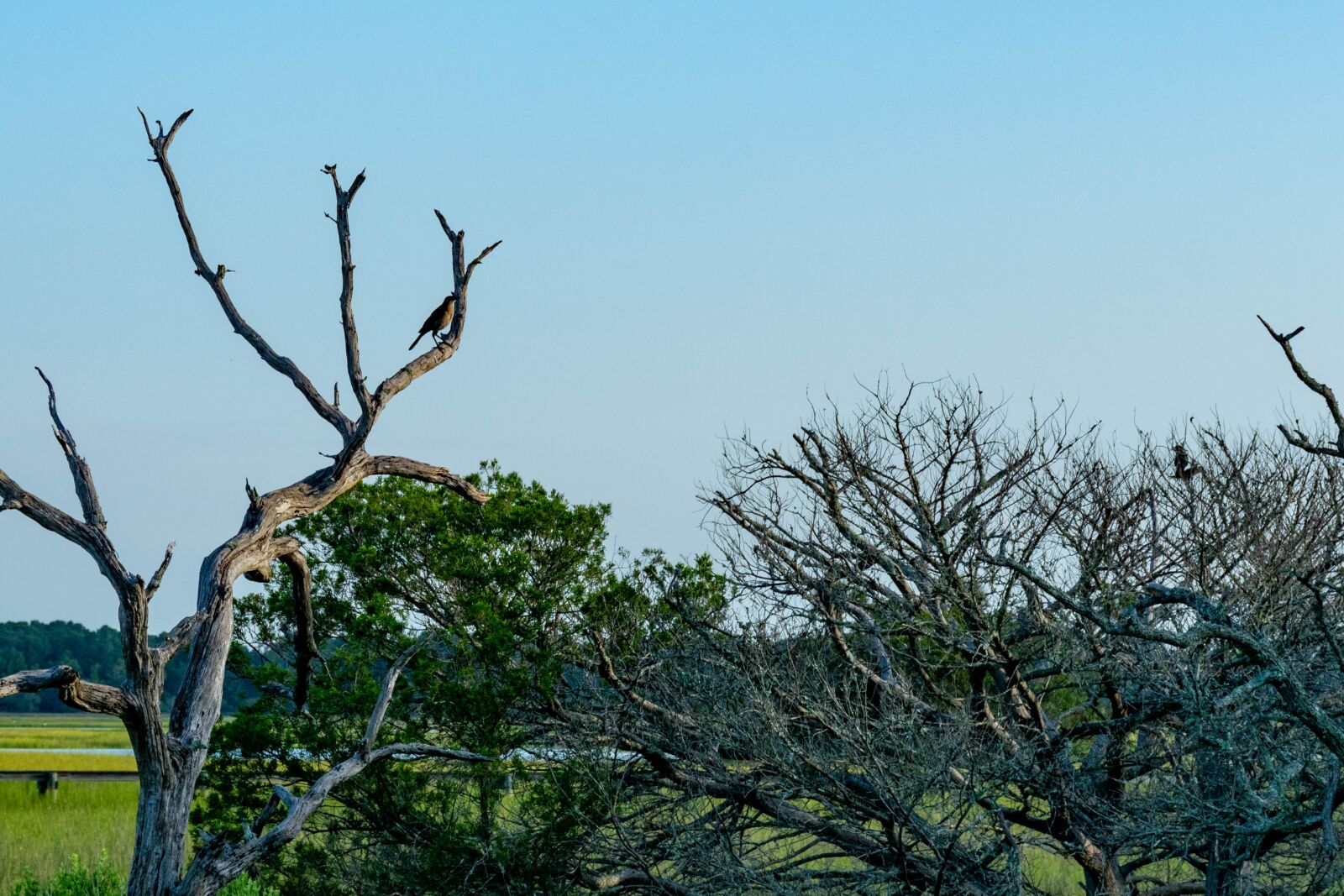 Nikon D5300 sample photo. Birds, coastal, water photography