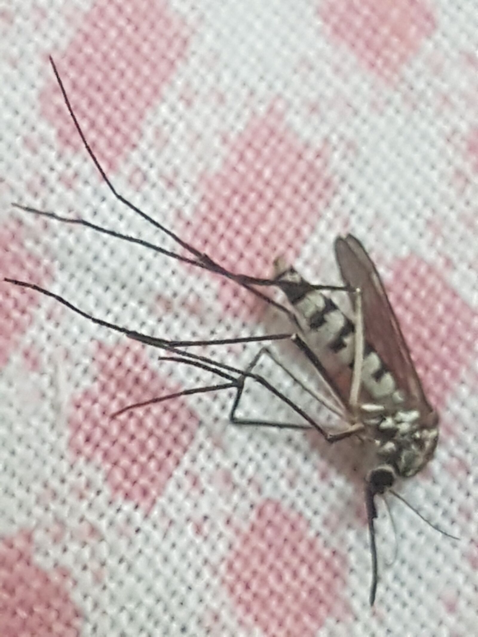 Samsung Galaxy S7 sample photo