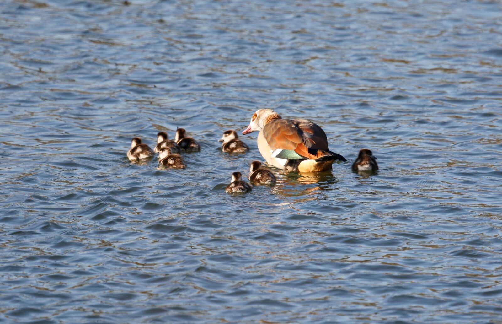 Canon EF 100-400mm F4.5-5.6L IS USM sample photo. Ducks, boy, water photography