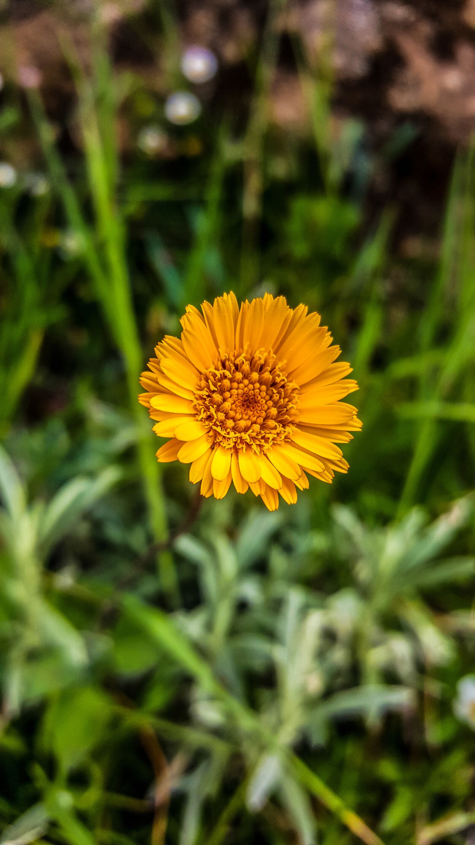 Samsung Galaxy S6 sample photo. Flower, nature, plant photography
