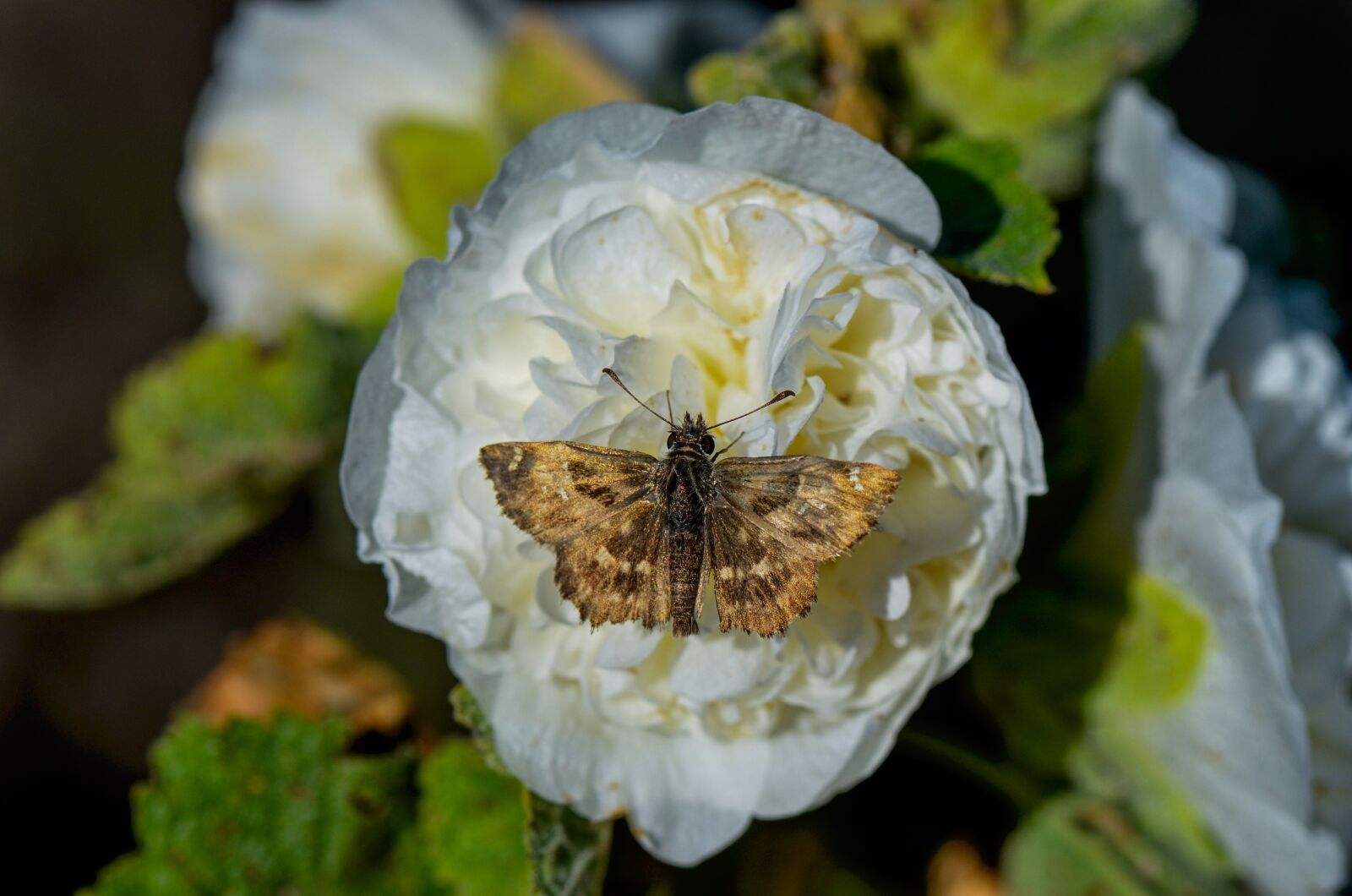 Nikon D7000 sample photo. Flower, butterfly, nature photography