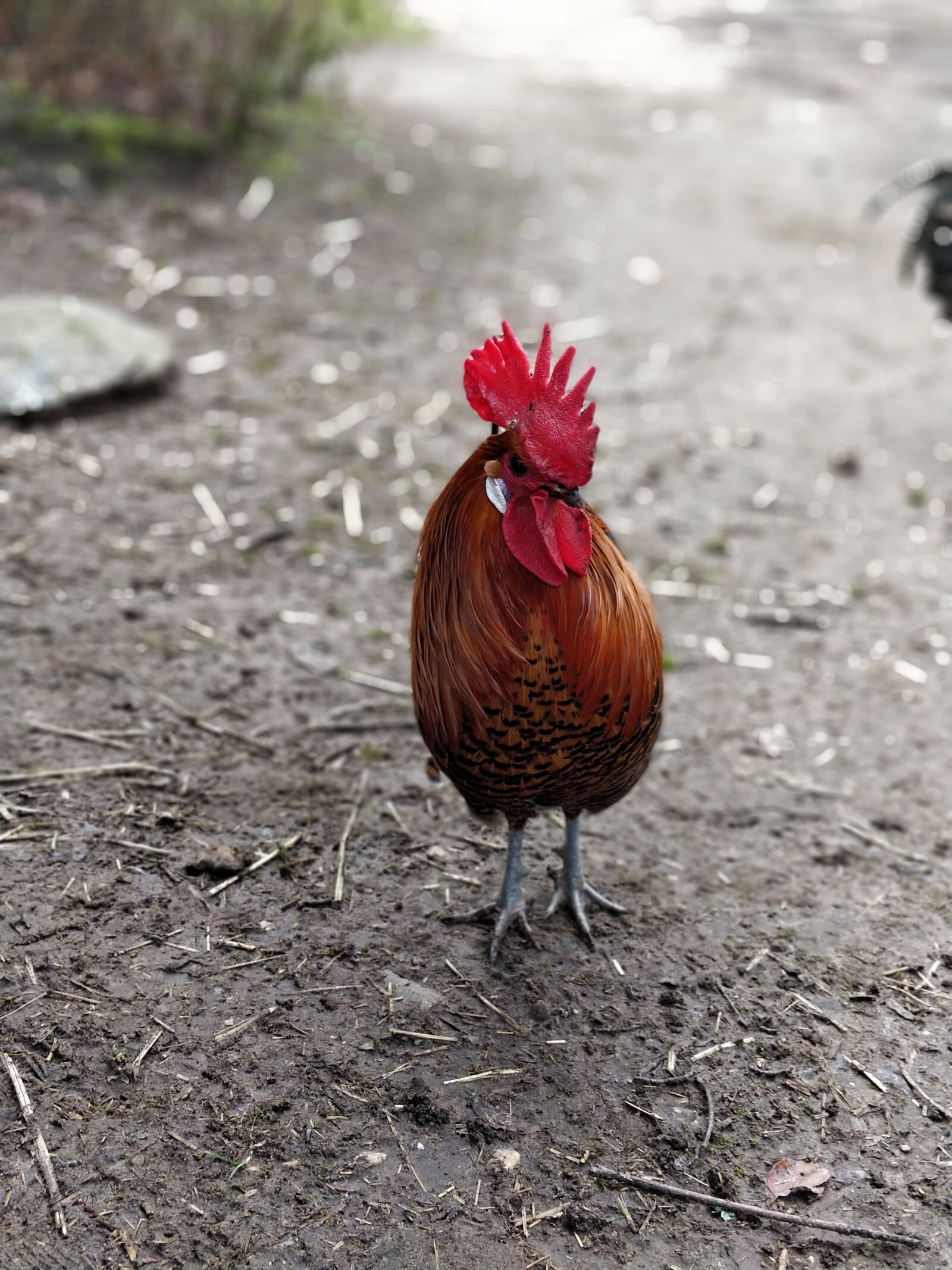 OnePlus 5 sample photo. Bird, nature, animal photography