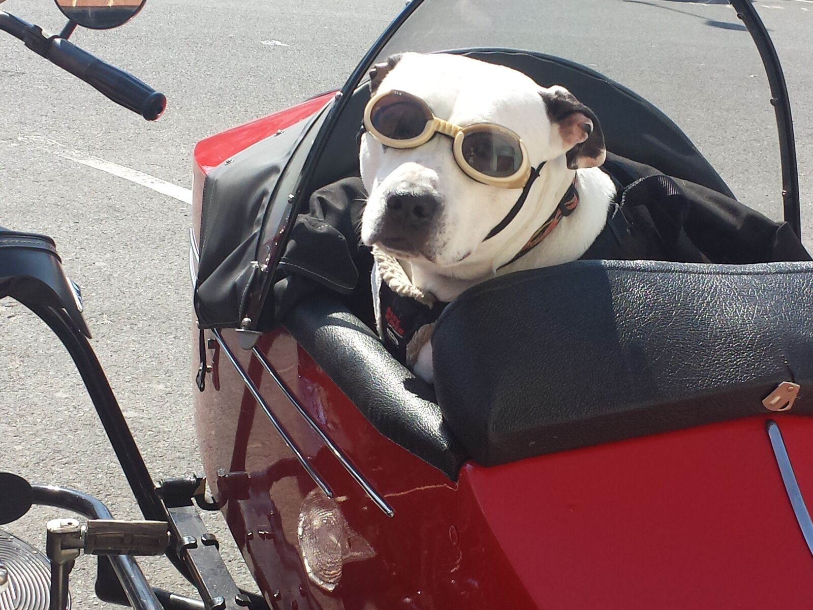 Samsung Galaxy S4 sample photo. Dog, motorcycle, animal photography