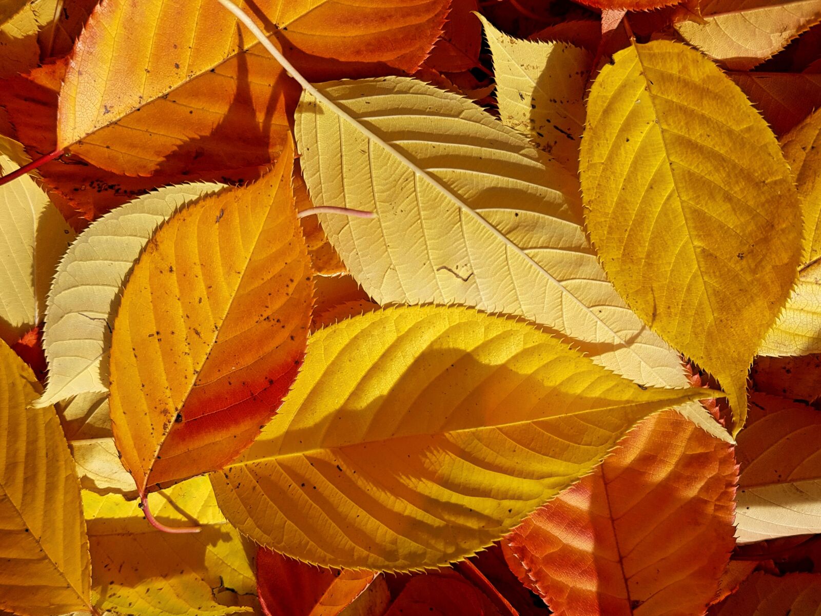 Samsung Galaxy S7 sample photo. Autumn, leaves, fall foliage photography