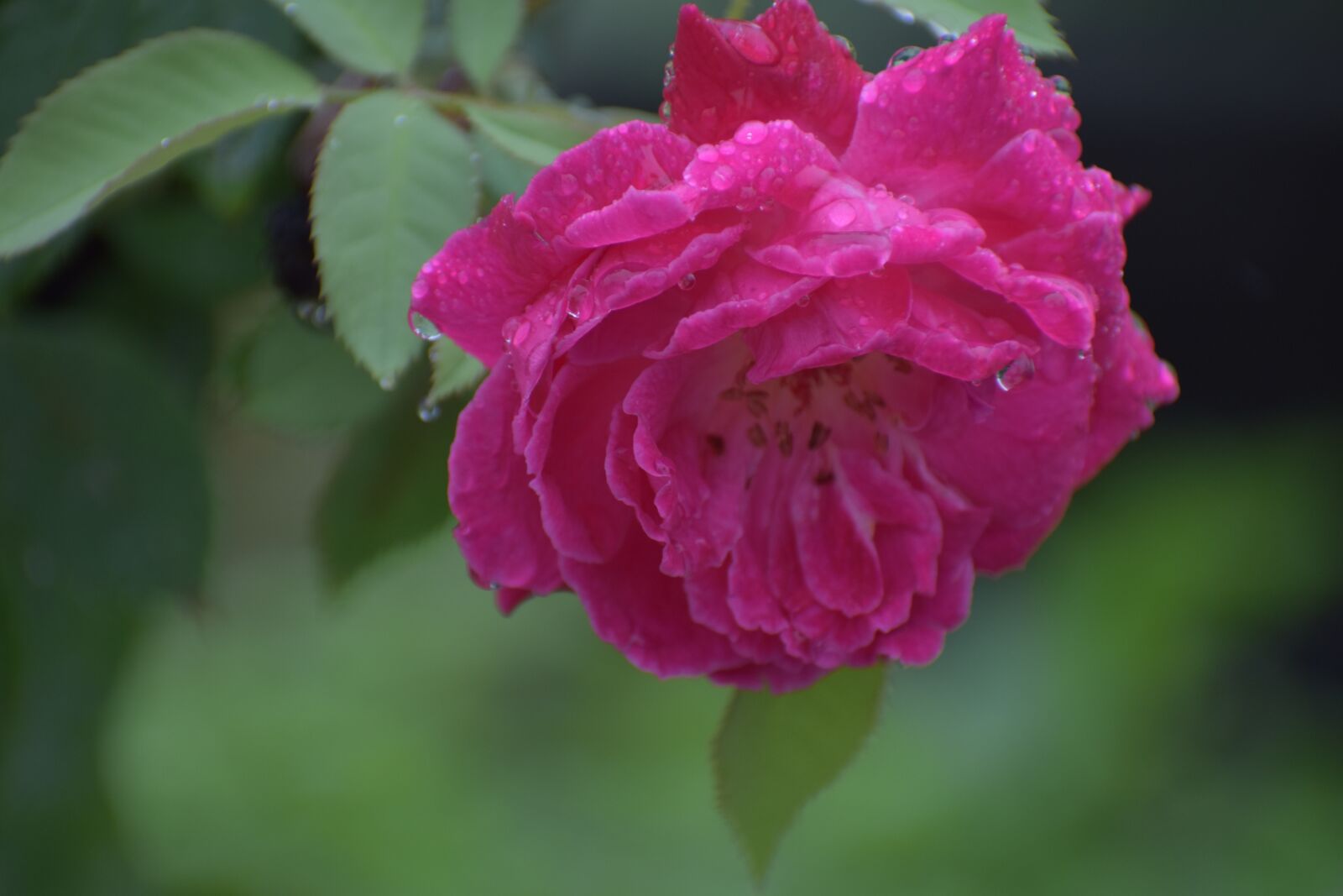 Nikon D5600 sample photo. Rose, pink flower, droplets photography