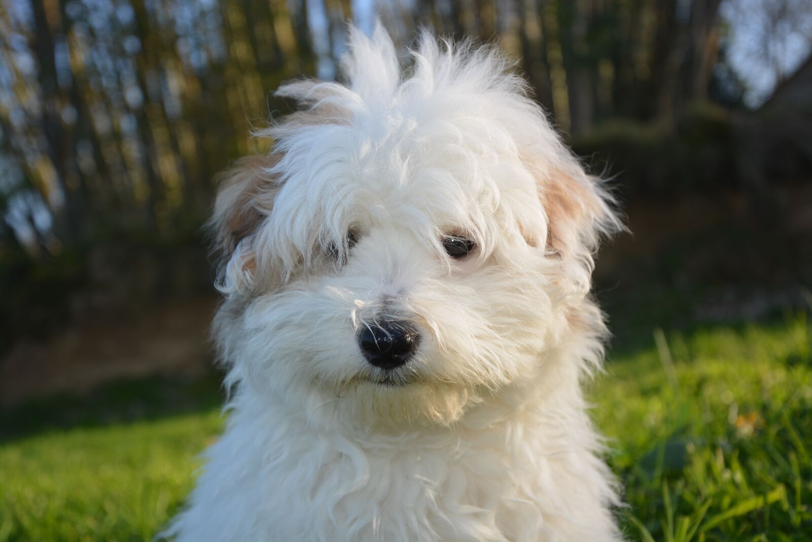 Nikon D5200 sample photo. Puppy, dog, white photography