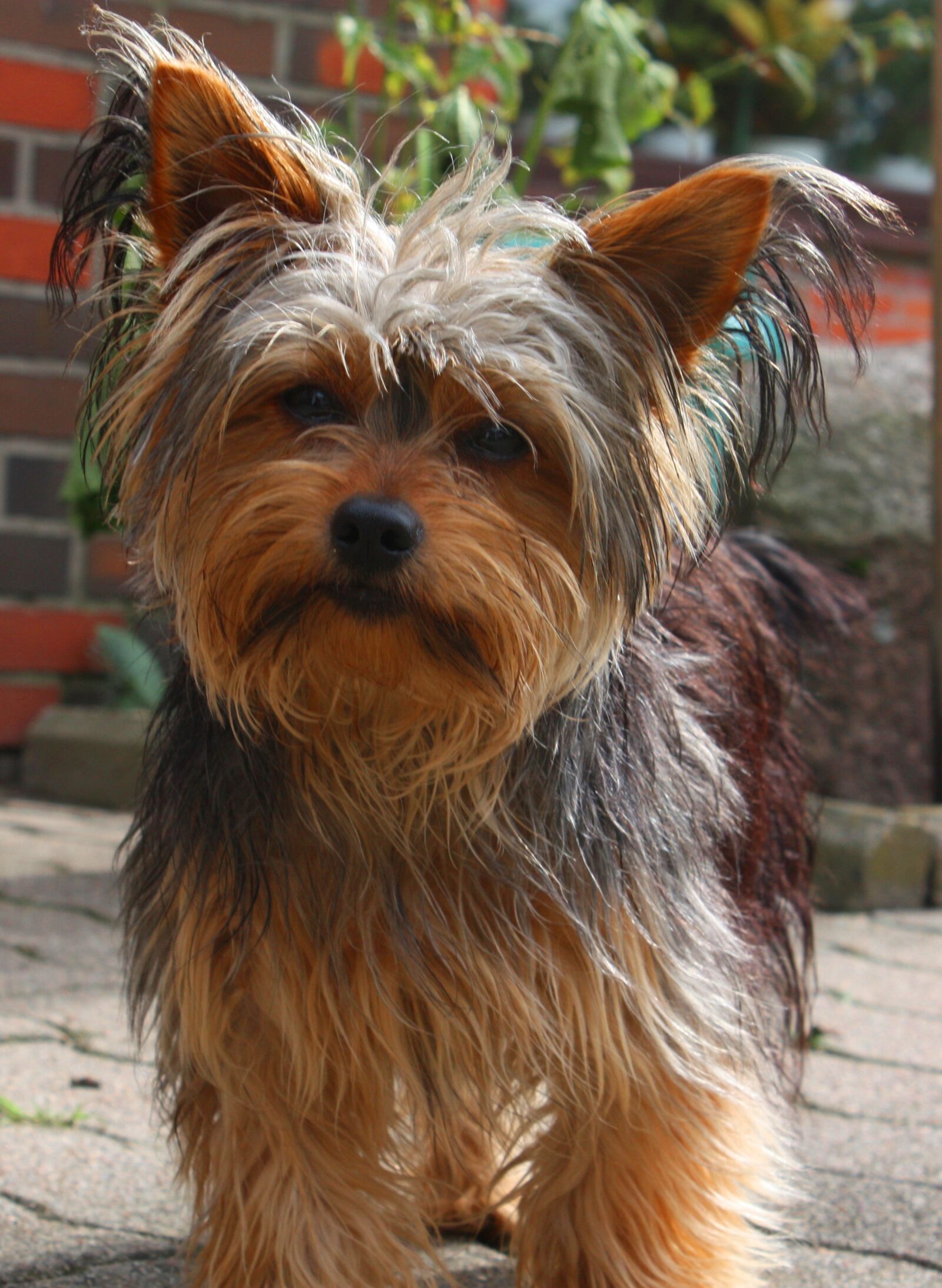 Canon EOS 450D (EOS Rebel XSi / EOS Kiss X2) sample photo. Yorkshire terrier, dog, pet photography