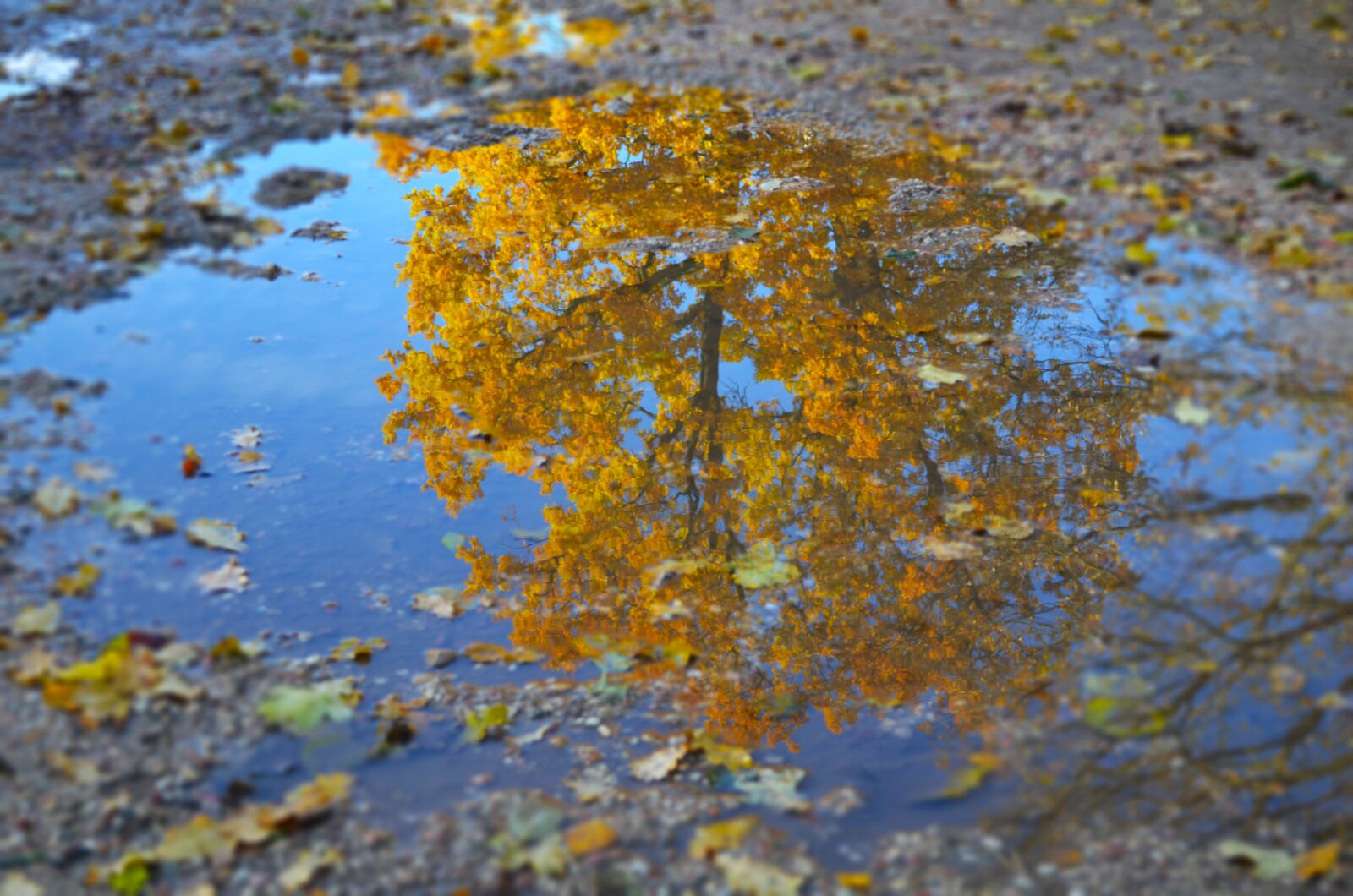 Nikon D5100 sample photo. Nature, fall, water photography