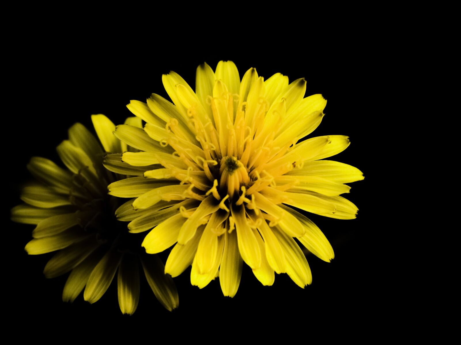 Nikon D3300 sample photo. Flower, yellow, nature photography