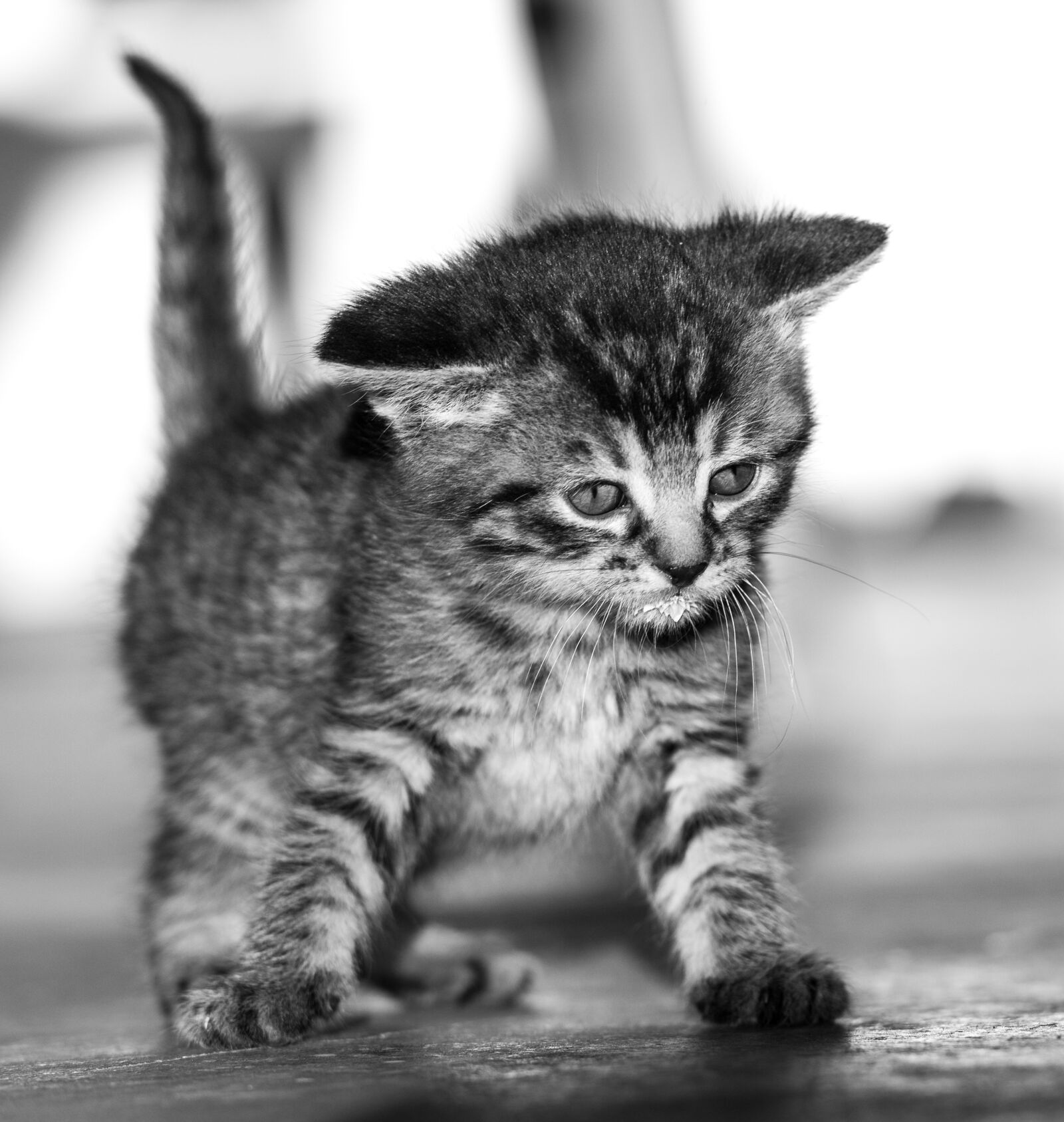 Nikon D610 sample photo. Cat baby, black and photography