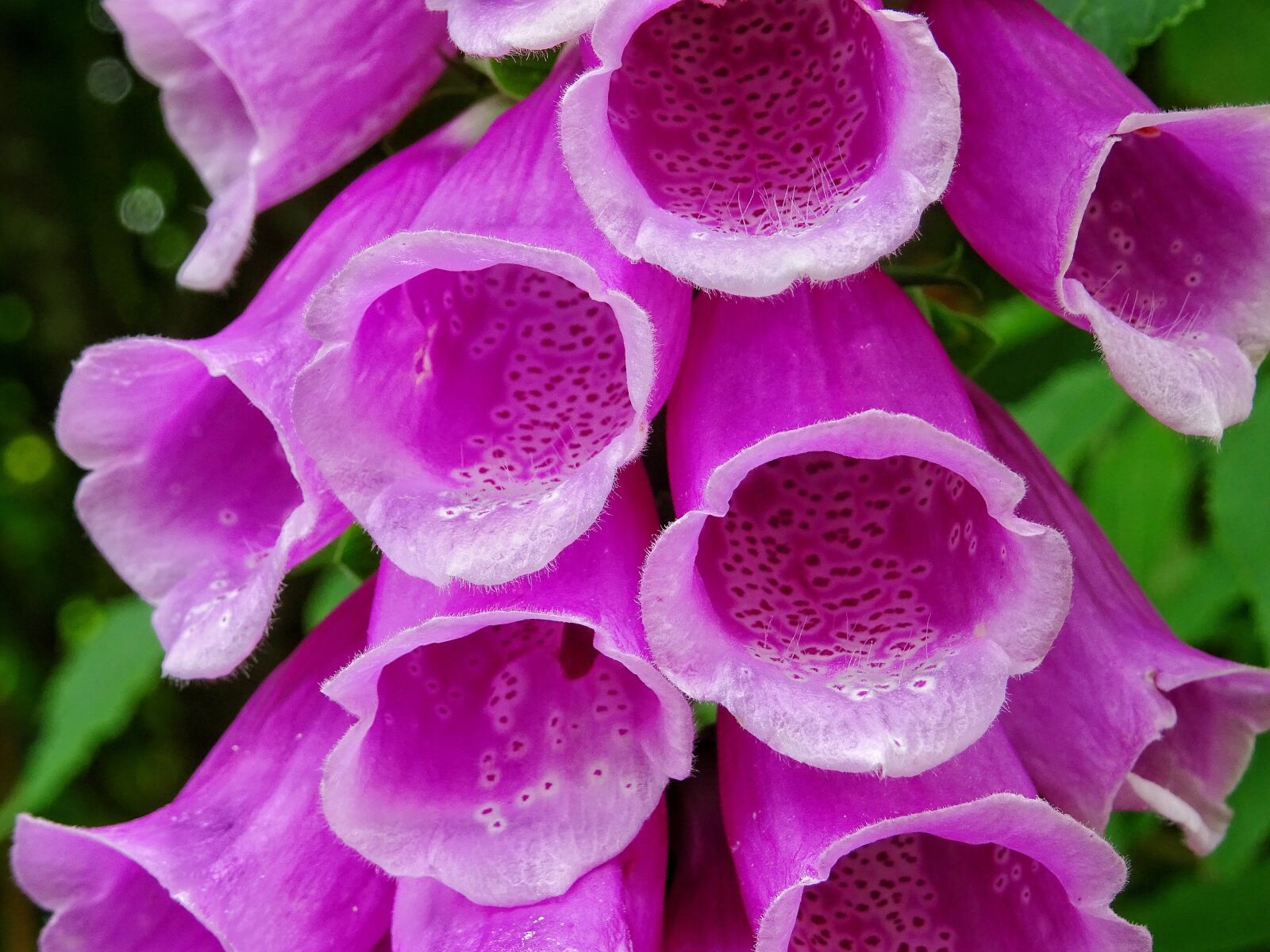 Sony DSC-HX60 sample photo. Common foxglove, digitalis purpurea photography