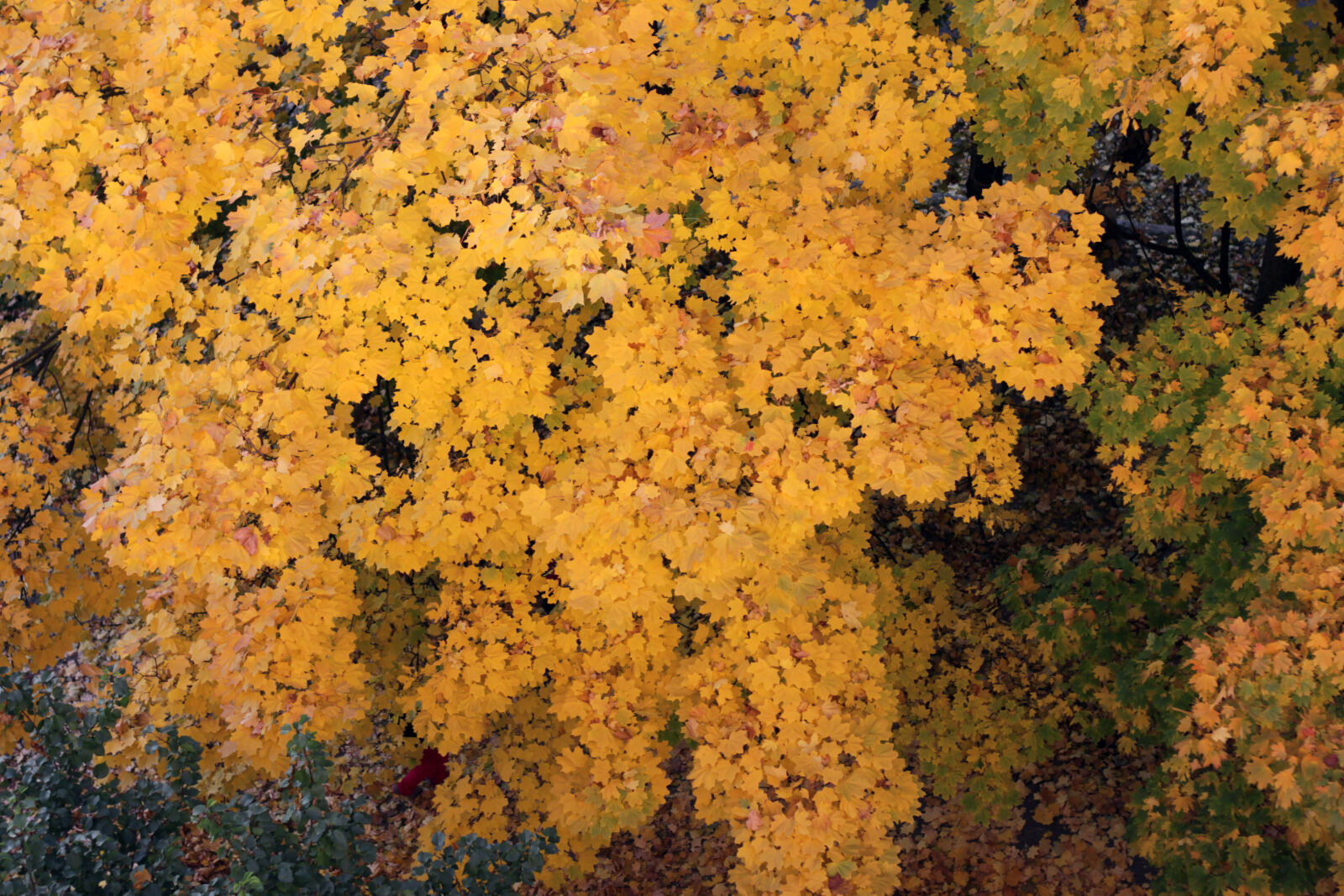 Canon EF 50mm F1.8 II sample photo. Autumn, autumn, colours, golden photography