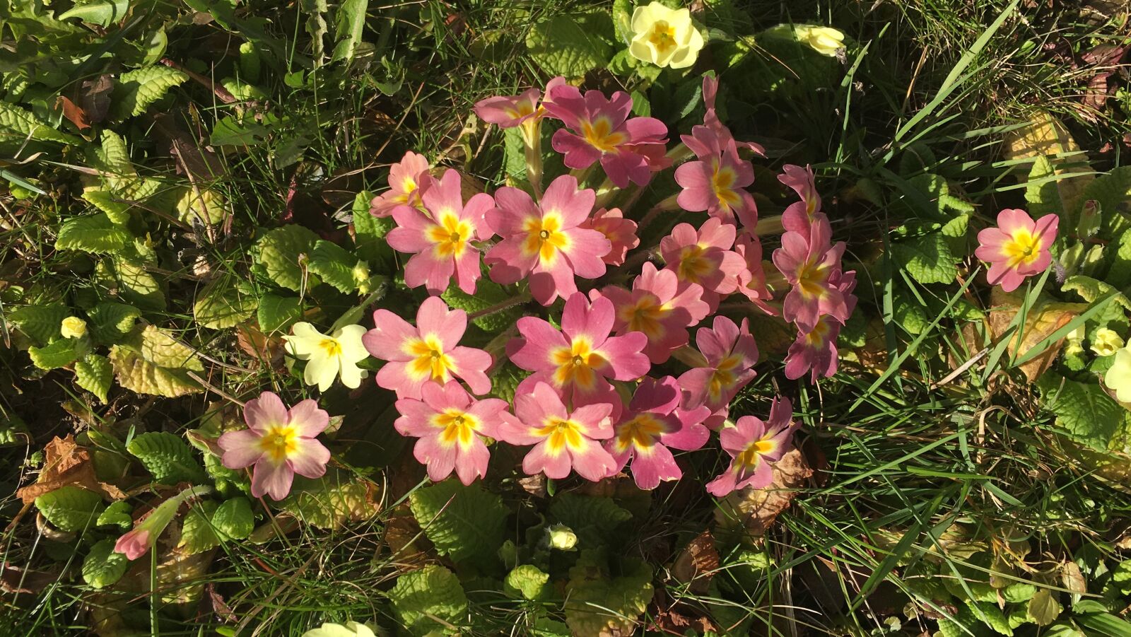 Apple iPhone 6s sample photo. Primerose, flower, spring photography