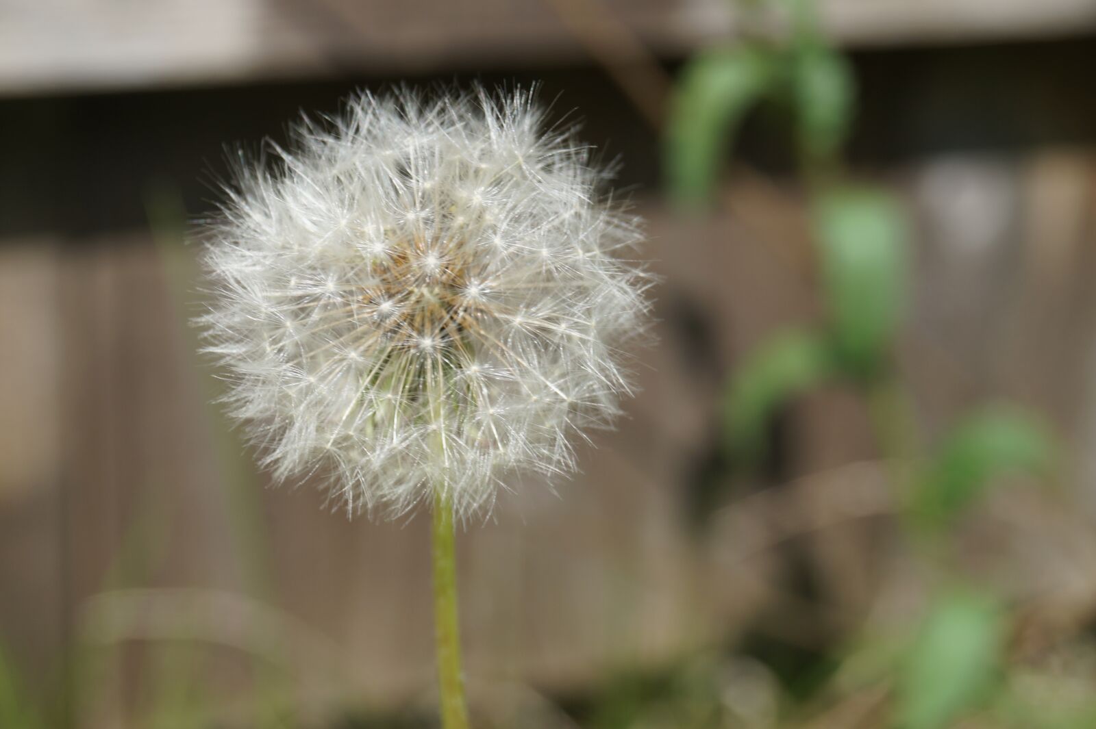 Sony DT 18-55mm F3.5-5.6 SAM II sample photo. Dandelion, seeds, close up photography