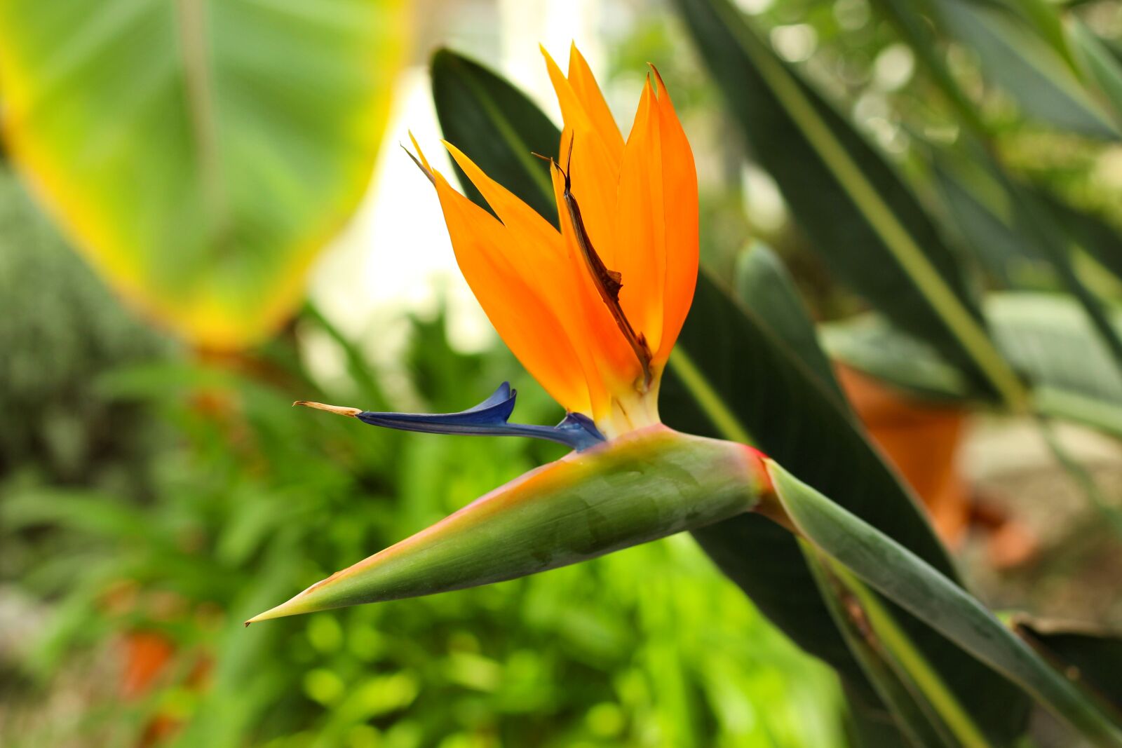 Canon EOS 700D (EOS Rebel T5i / EOS Kiss X7i) + Canon EF 50mm F1.8 STM sample photo. Flower, plant, blossom photography