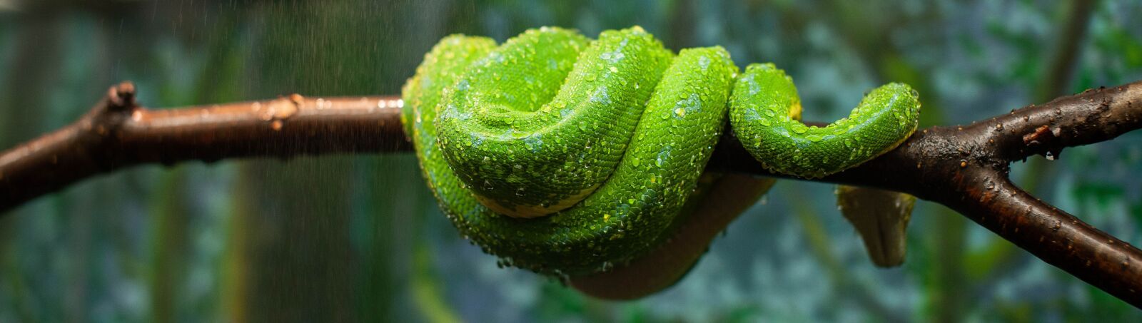 Canon EOS 5D Mark II sample photo. Snake, boa, emerald photography