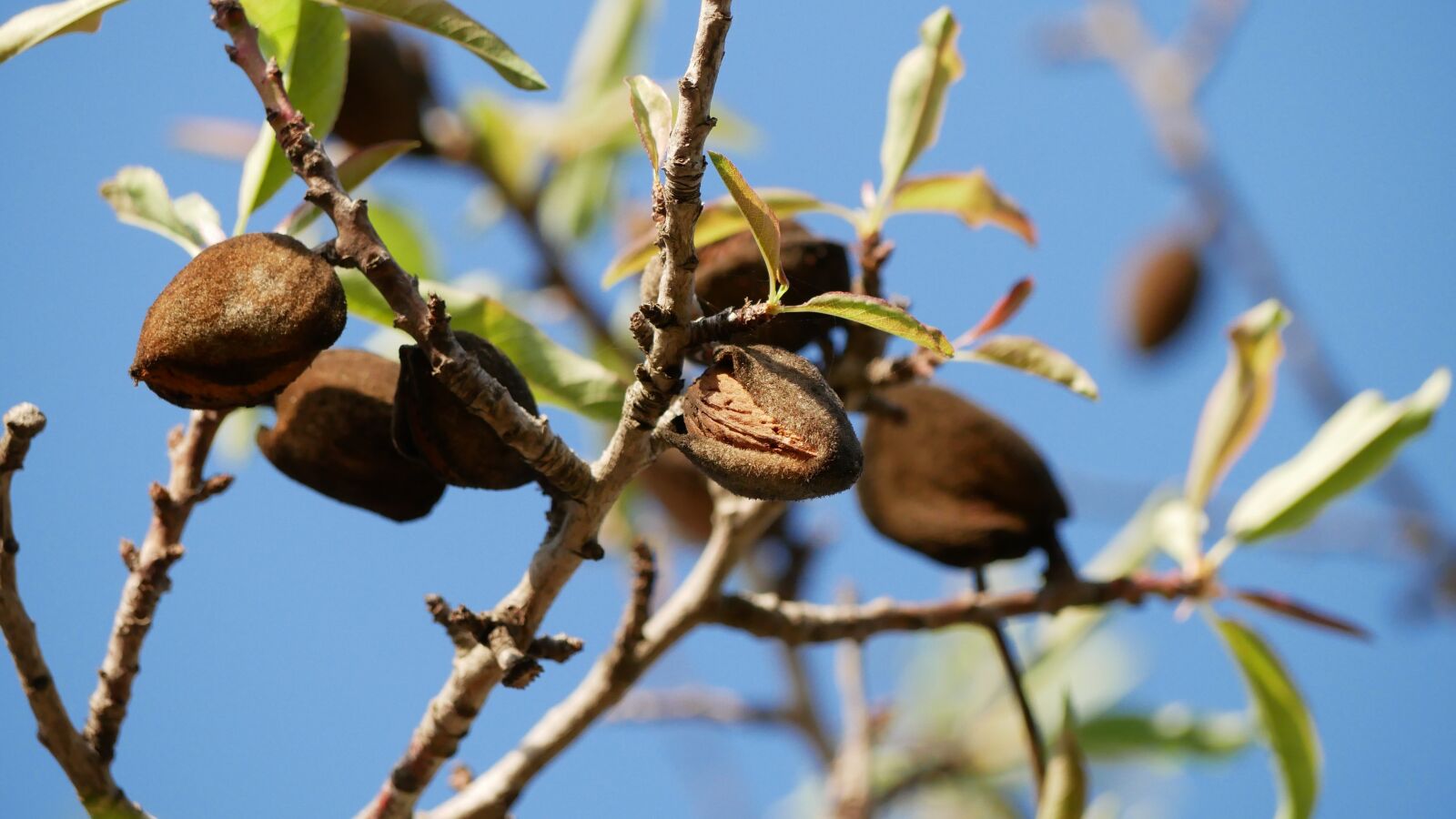 Panasonic Lumix DMC-GX85 (Lumix DMC-GX80 / Lumix DMC-GX7 Mark II) sample photo. Almonds, tree branch, almond photography