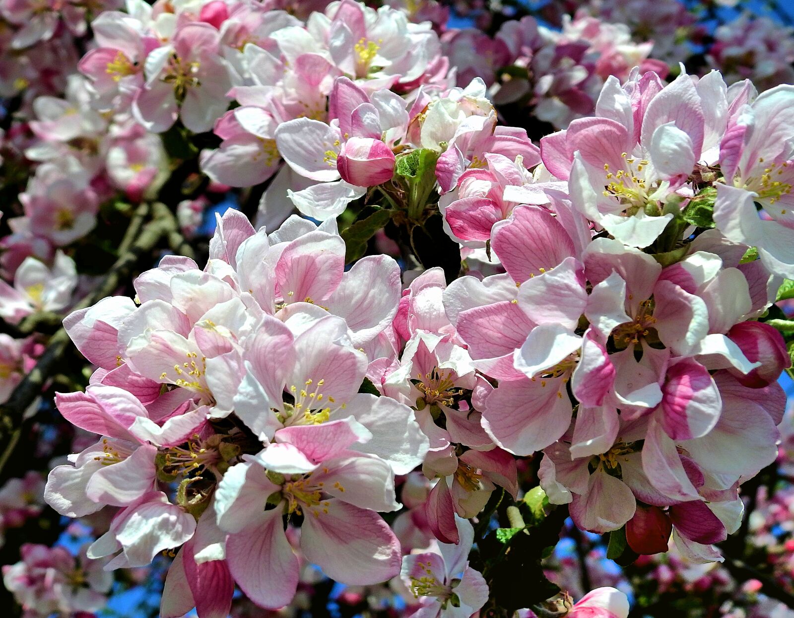 Nikon Coolpix P900 sample photo. Flowers, flowering, spring photography