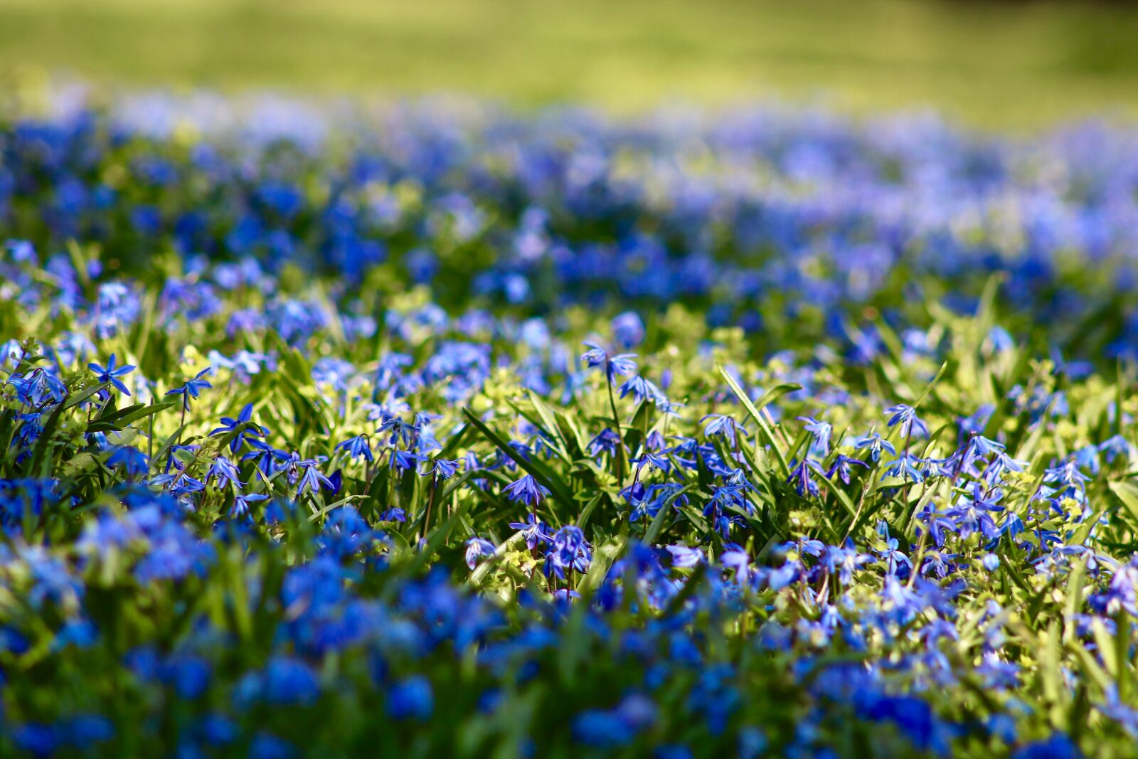 Canon EOS 750D (EOS Rebel T6i / EOS Kiss X8i) sample photo. Spring, meadow, nature photography