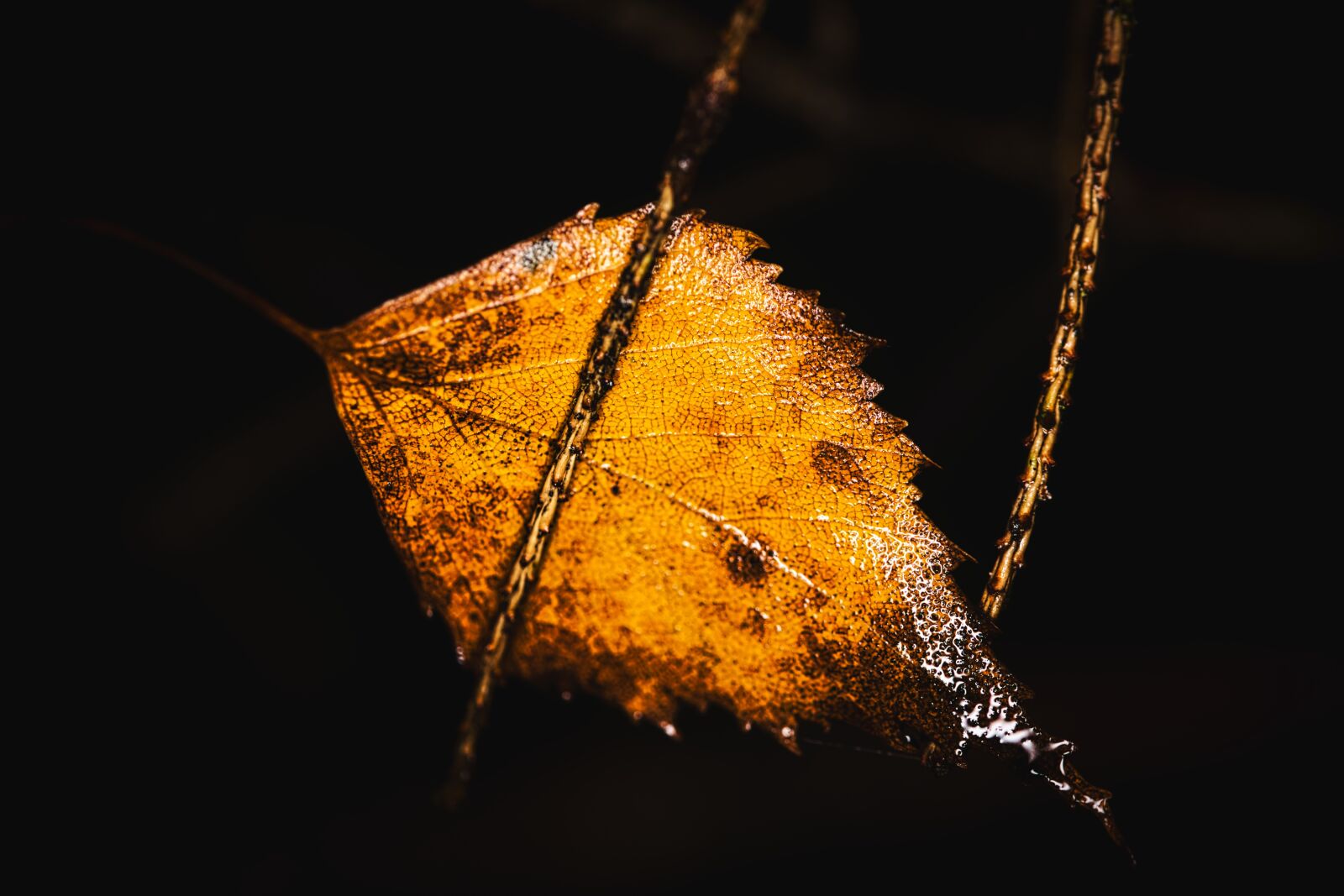 Canon EOS 6D sample photo. Birch leaf, withered, wet photography