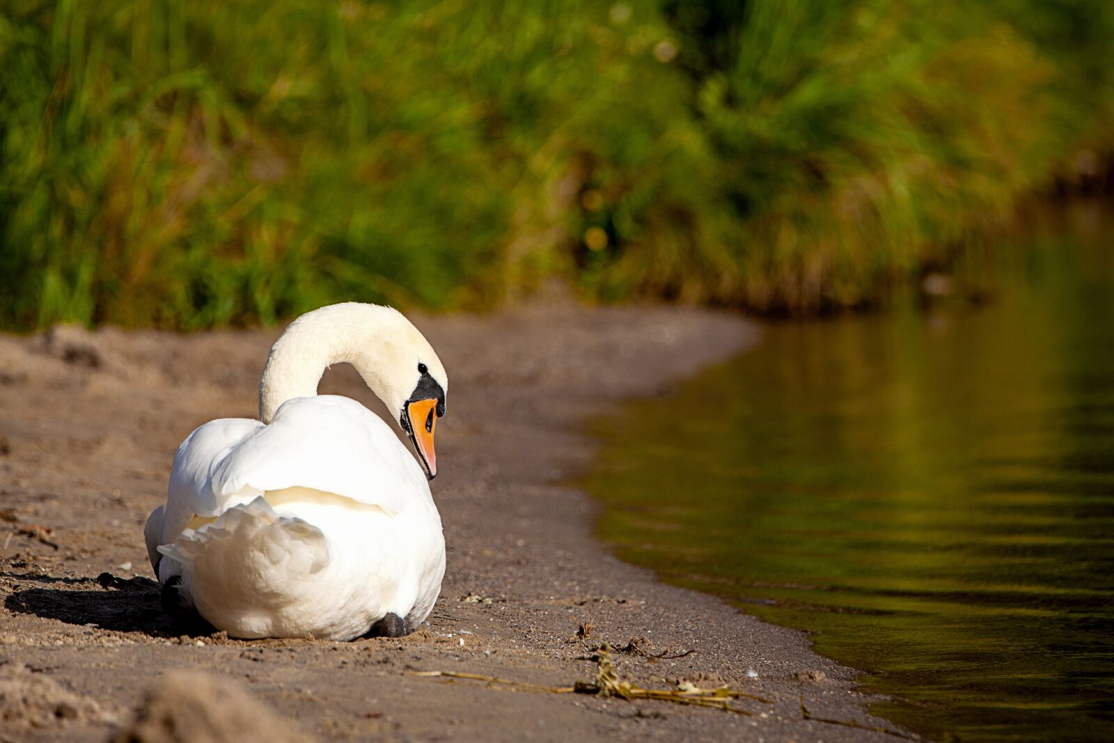 Canon EOS 5D Mark II sample photo. Swan, lake, beach photography