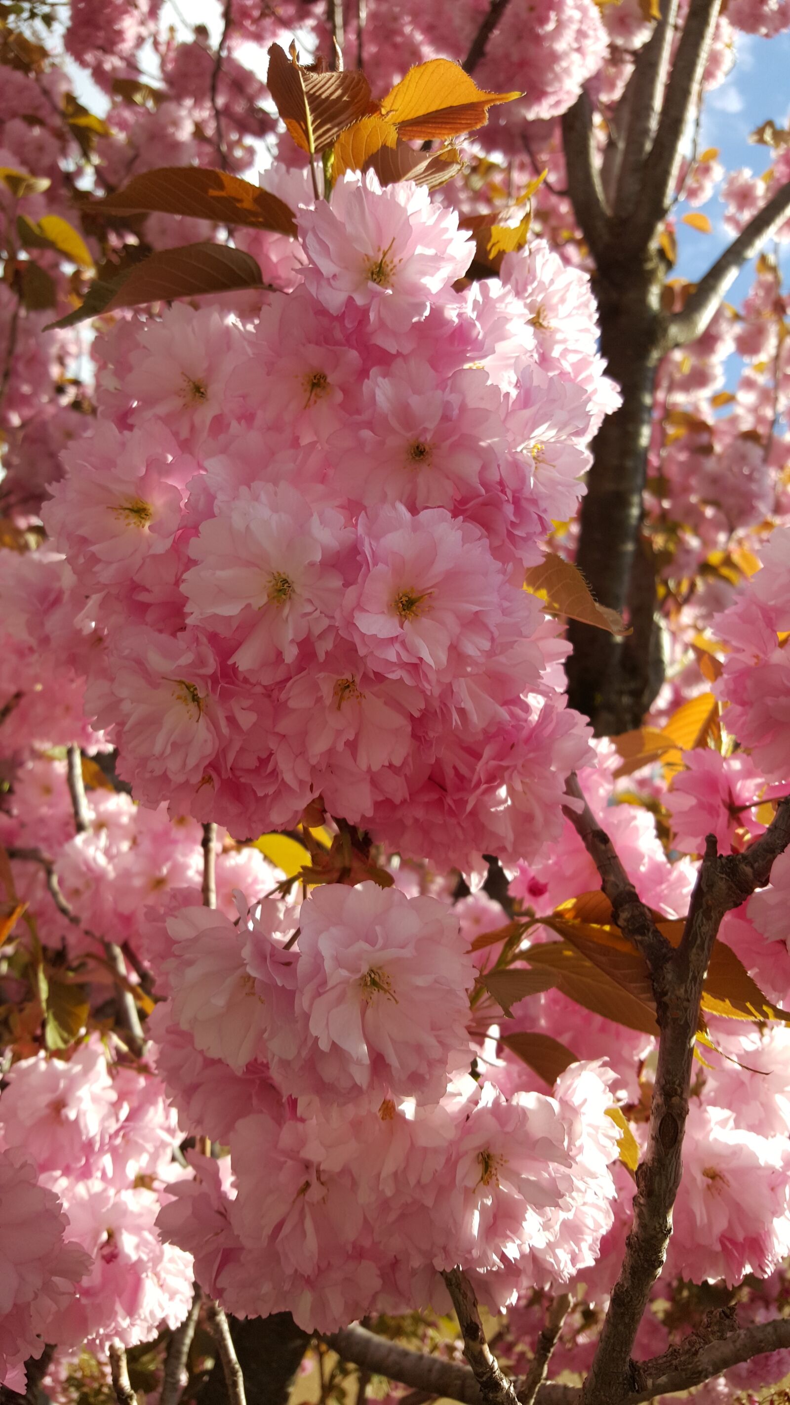 Samsung Galaxy S6 sample photo. Spring, blossom, bloom photography